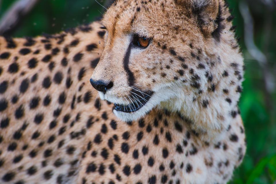  - Cheetahs: More Than Just Speed (Classic)