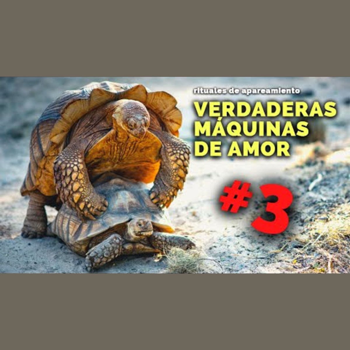 Animalogic En Español