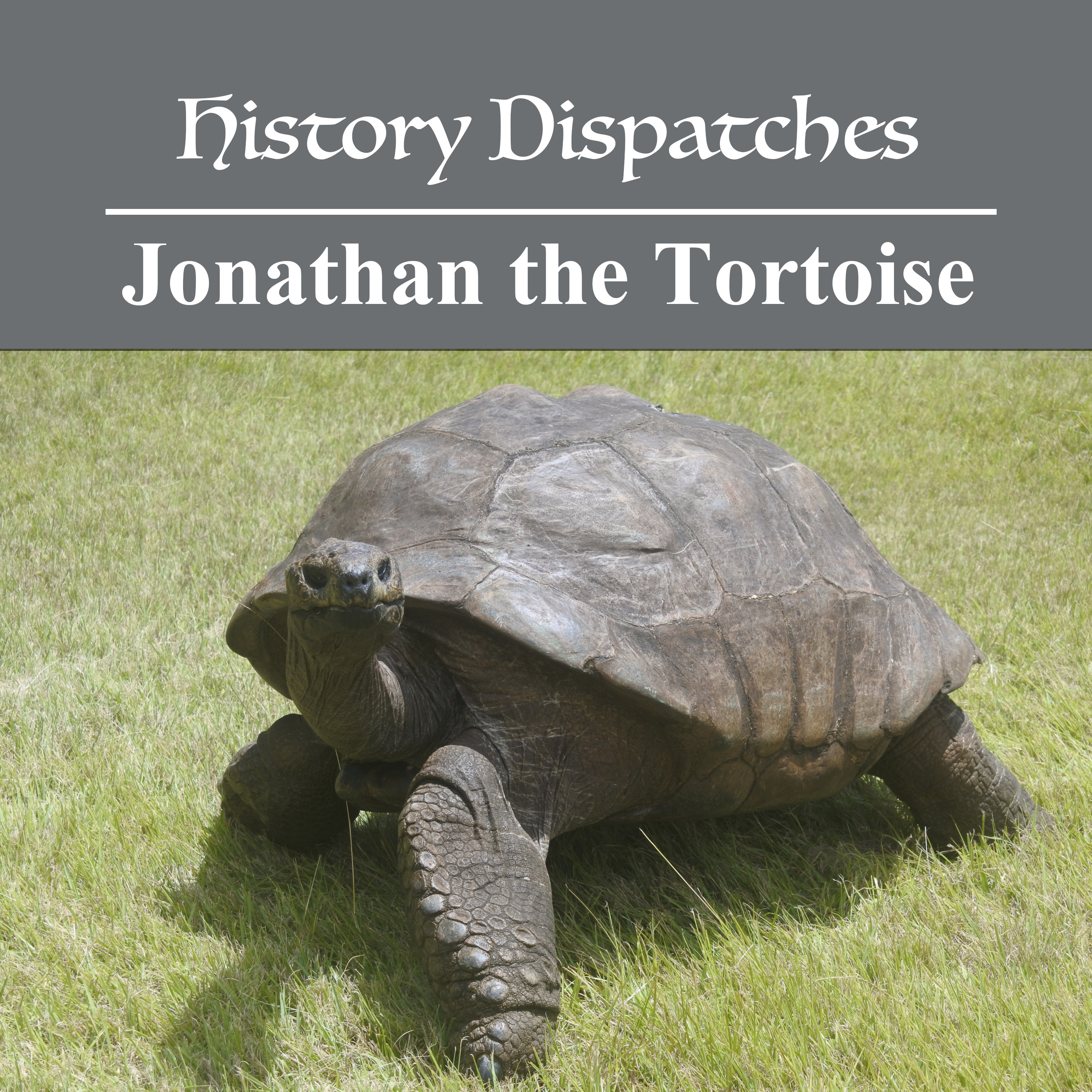 Jonathan the Tortoise: The world's oldest living land animal episode artwork