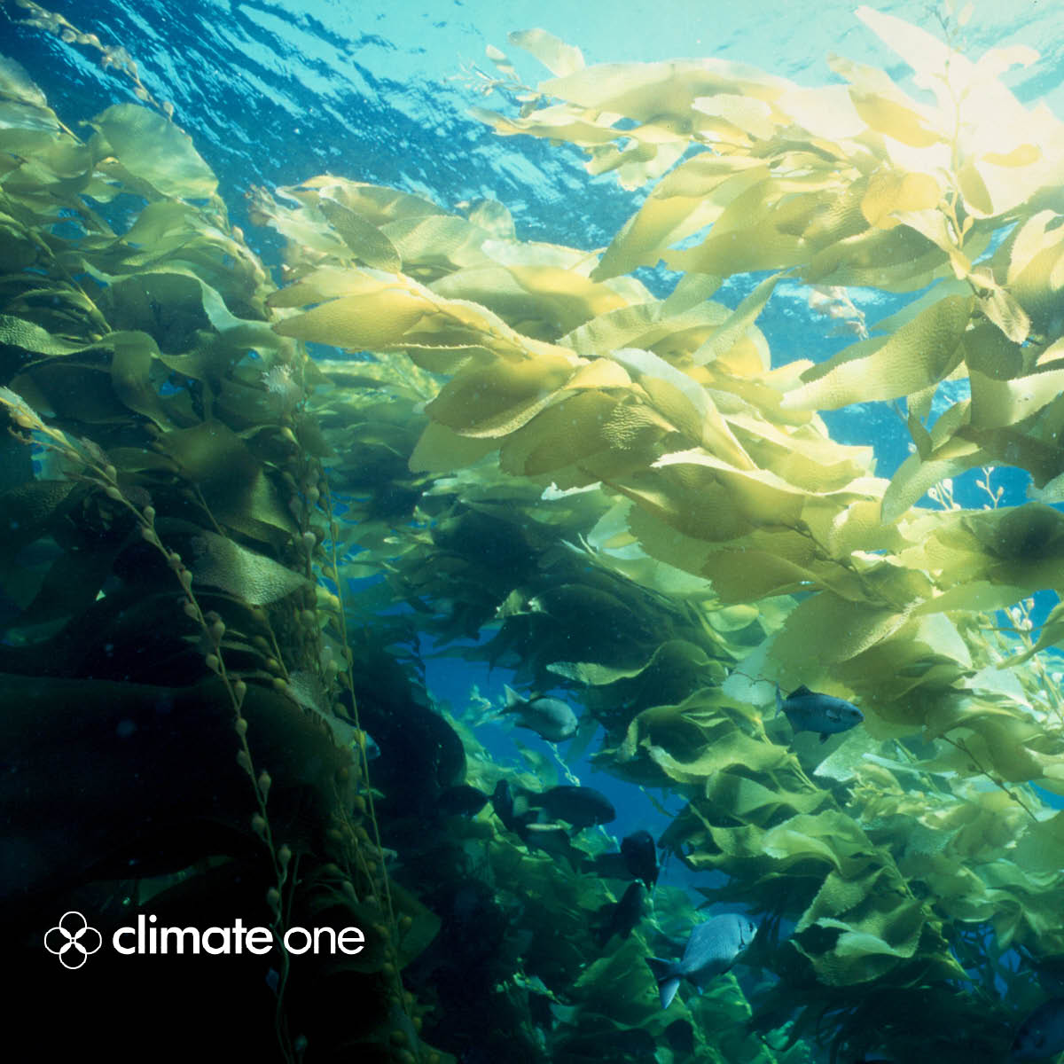 CLIMATE ONE: Peat, Kelp and Trees: Nature-Based Carbon Capture