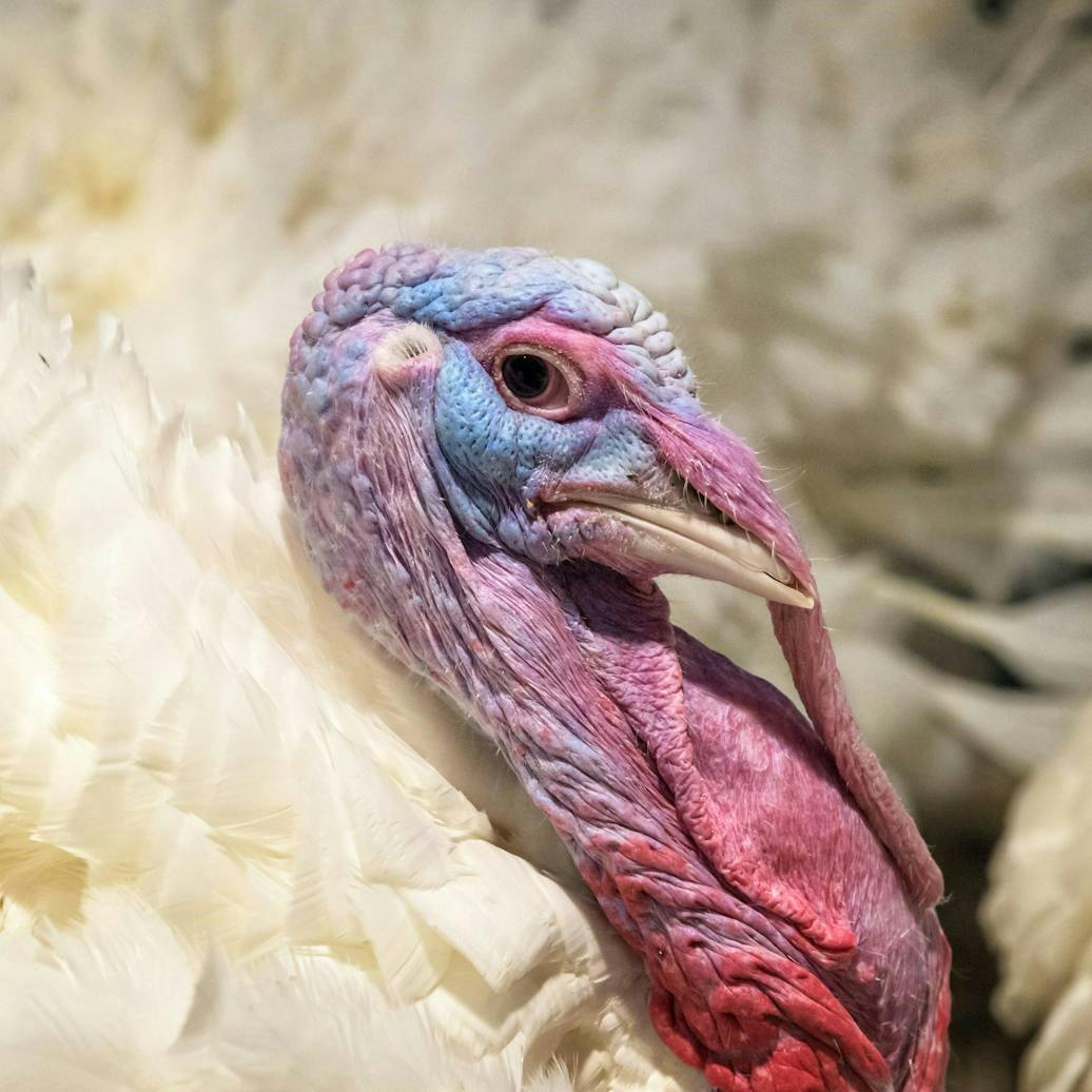 How did Minnesota become the nation's top turkey state?
