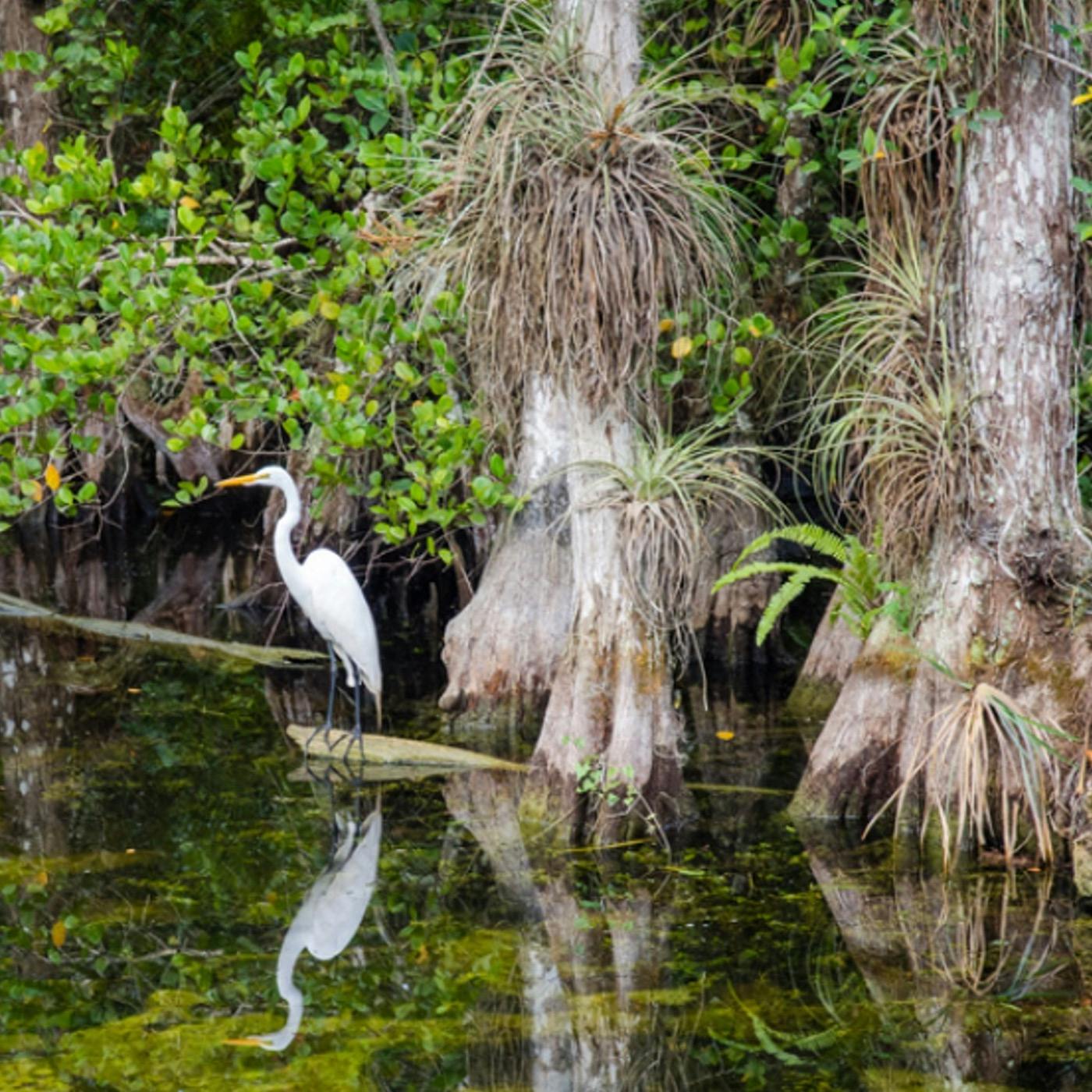 #93: Everglades National Park Image