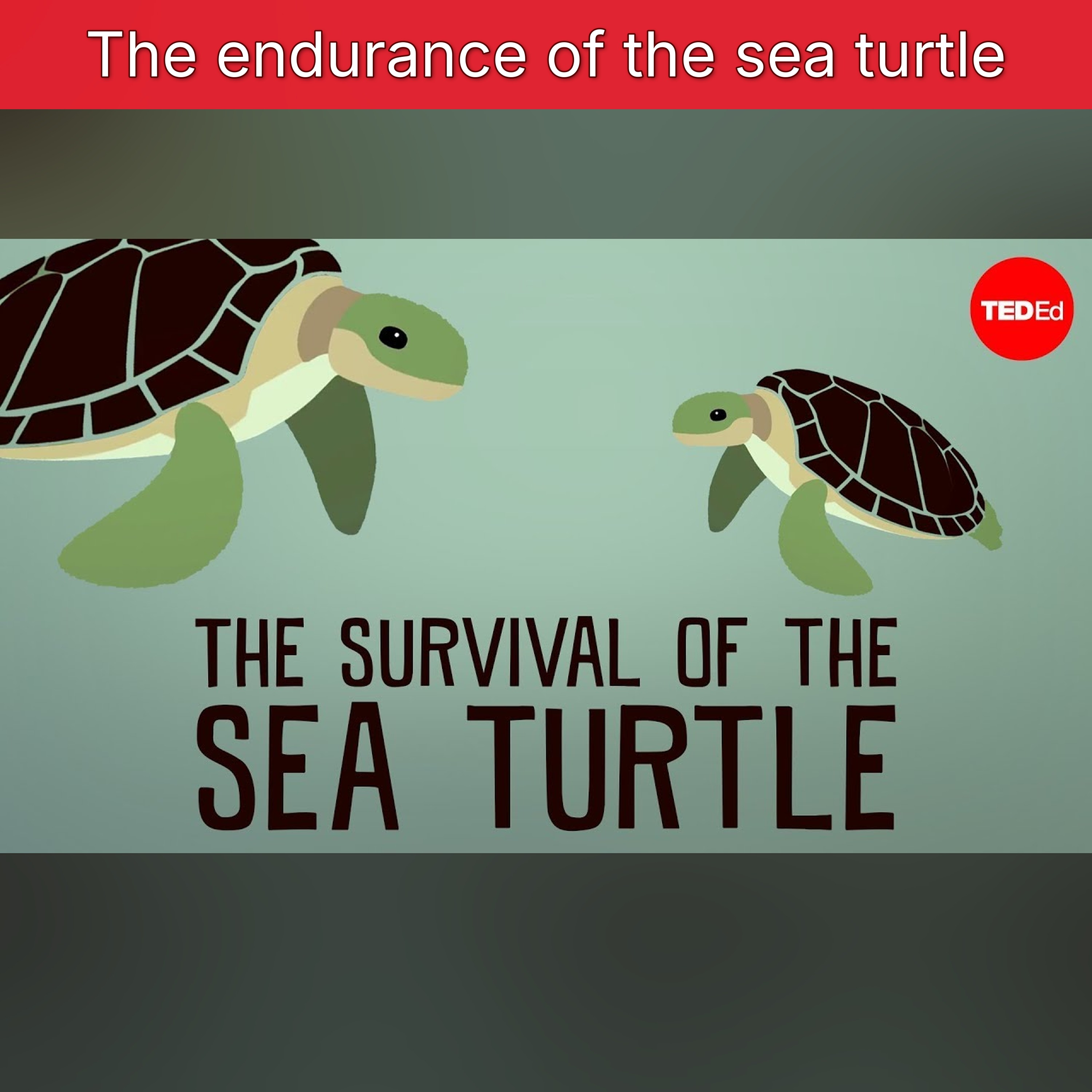 The endurance of the sea turtle episode artwork