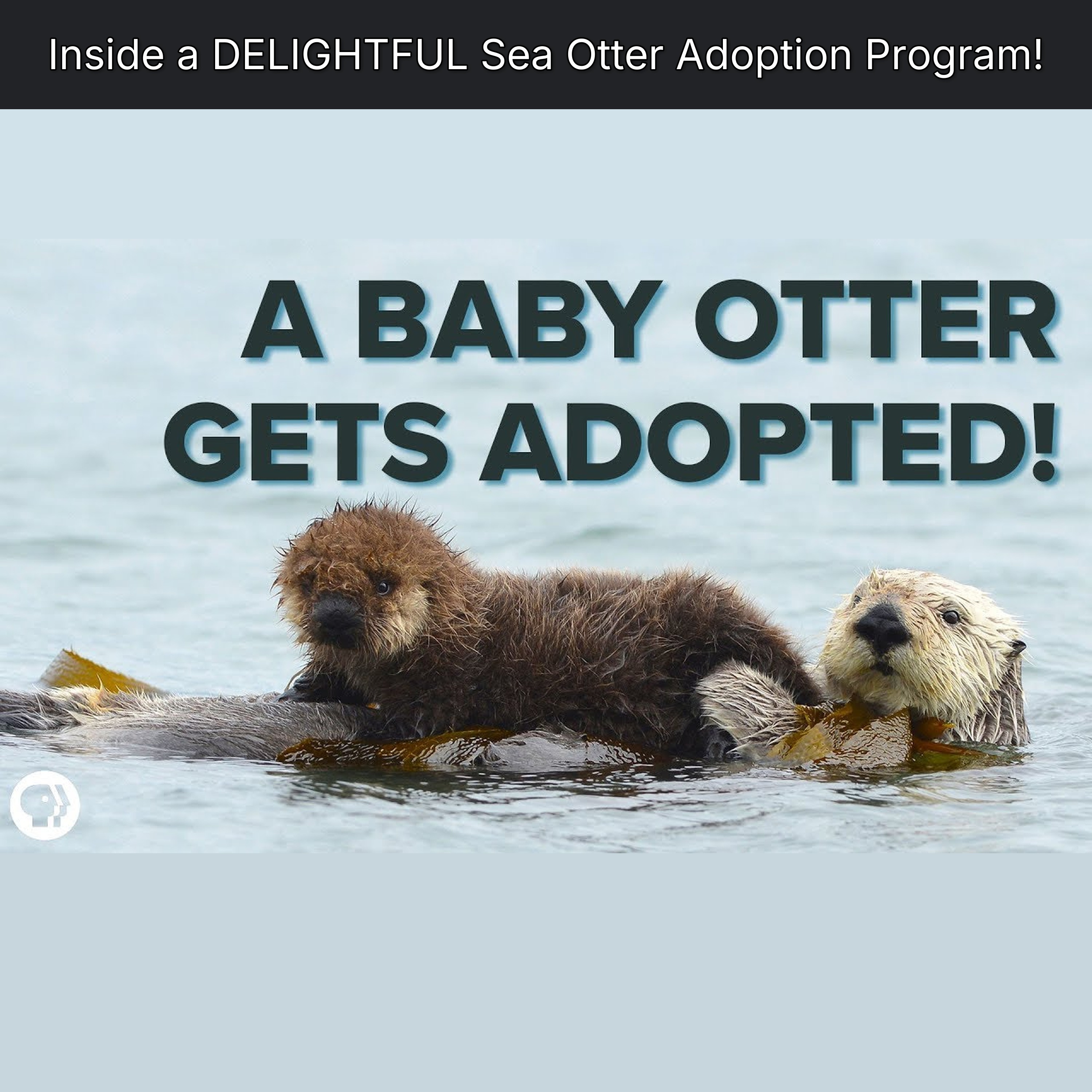 Inside a DELIGHTFUL Sea Otter Adoption Program! episode artwork