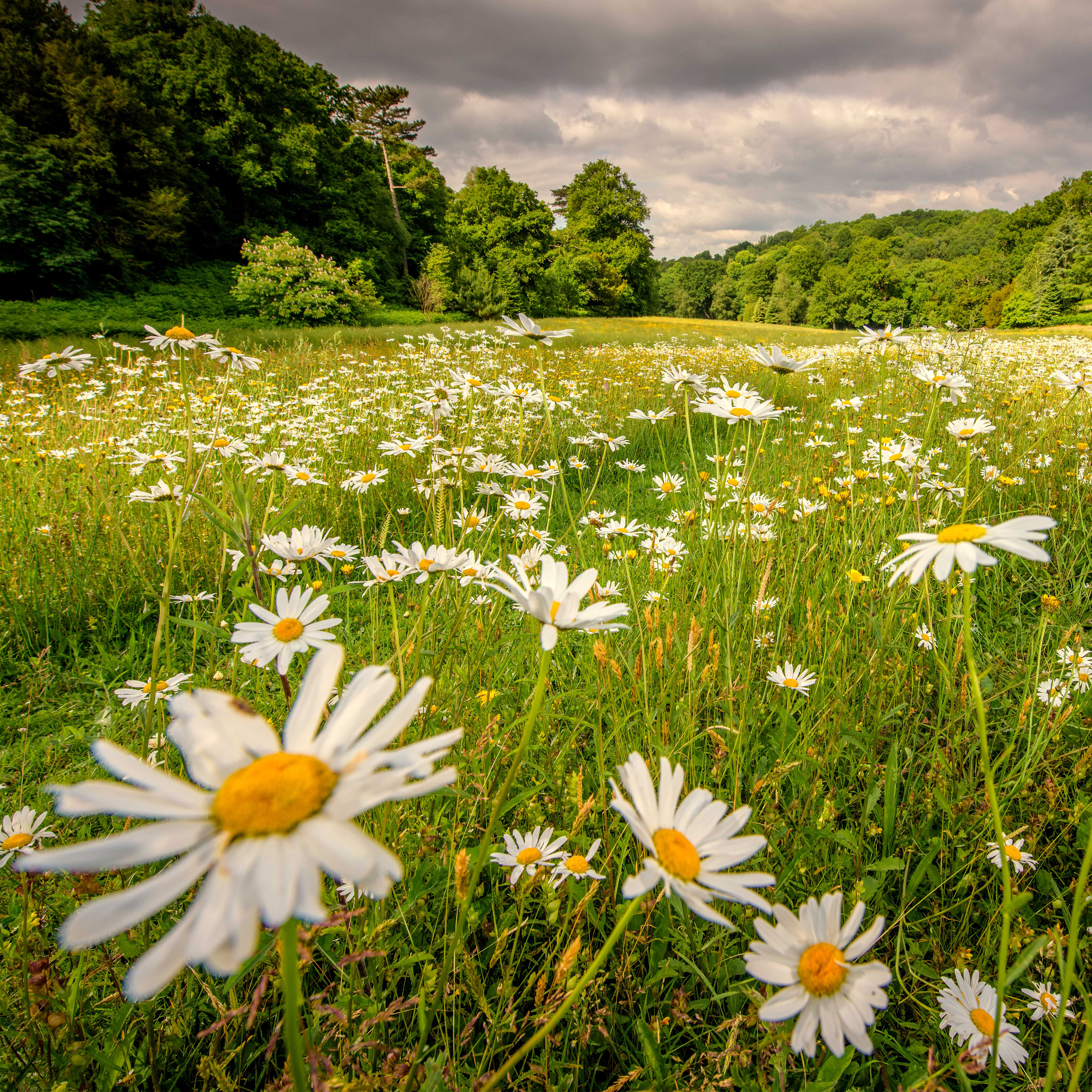 258. Spend the day in a summer meadow at glorious Wakehurst in Sussex