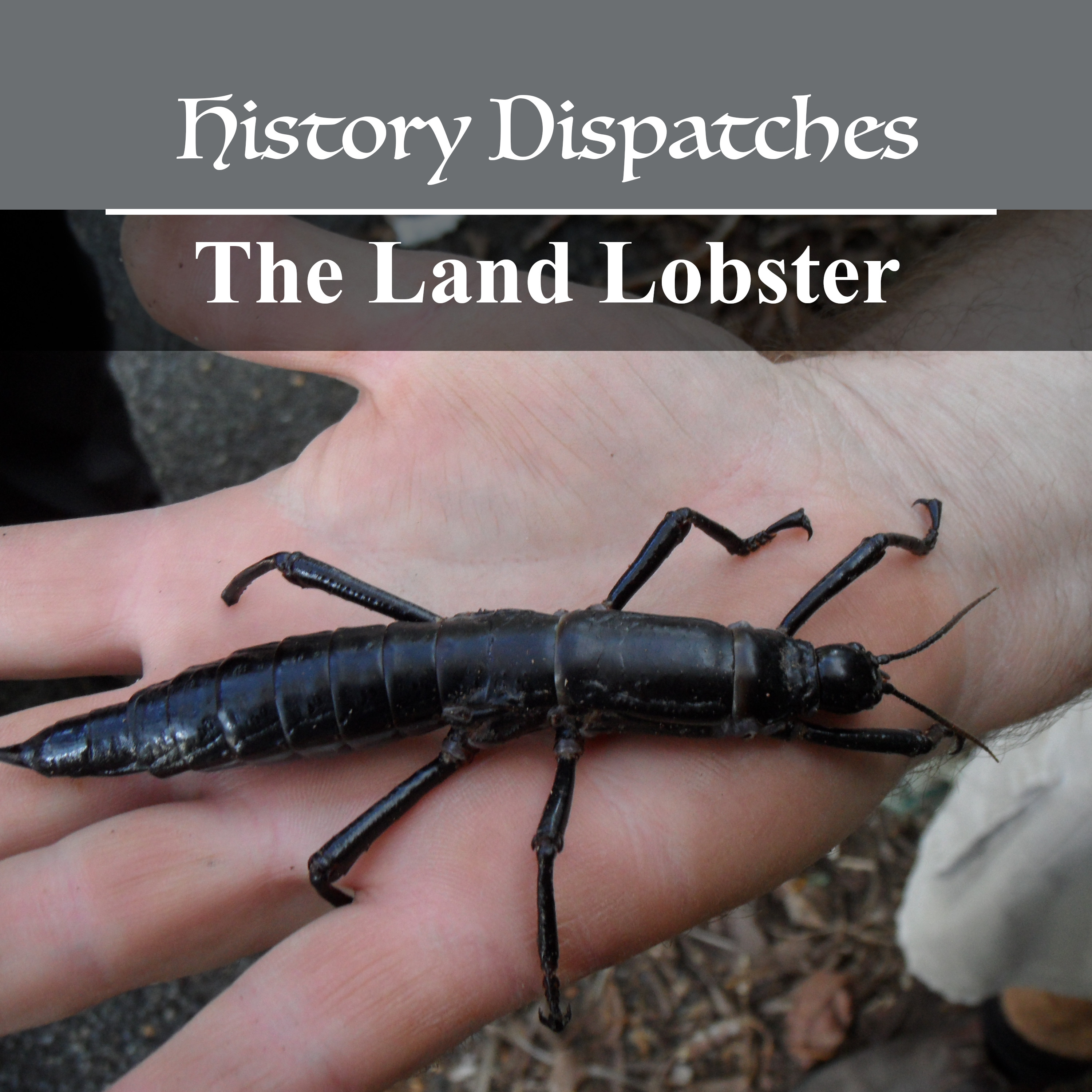 The Land Lobster: The world's rarest insect episode artwork