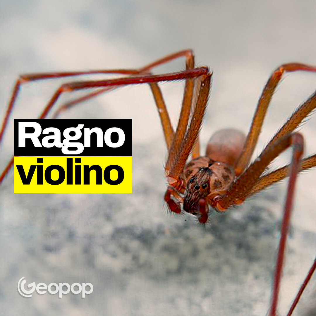 ll ragno violino è pericoloso, ma non letale: come riconoscerlo e cosa succede se ti morde