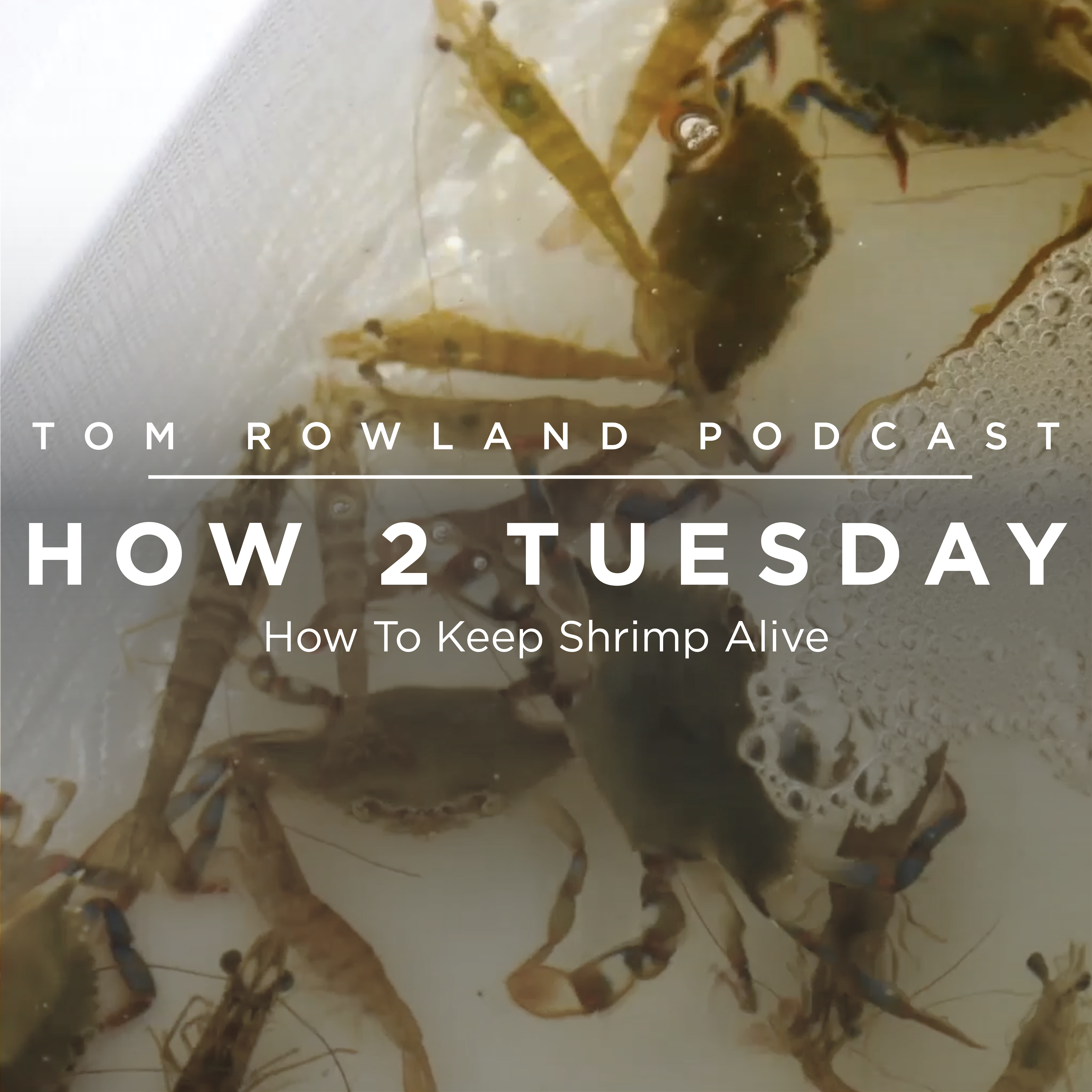 HOW 2 TUESDAY #17 - How To Keep Shrimp Alive