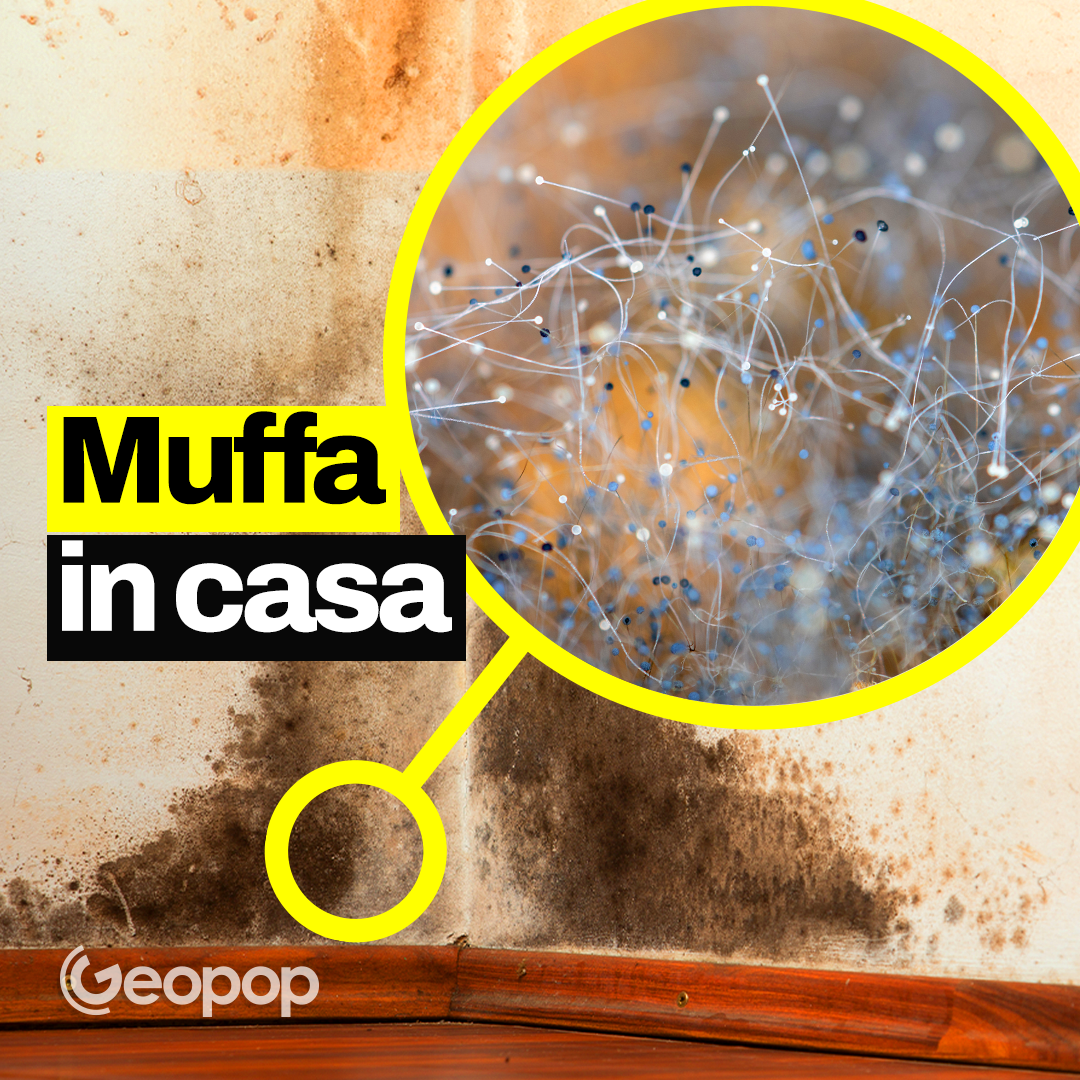 Muffa in casa