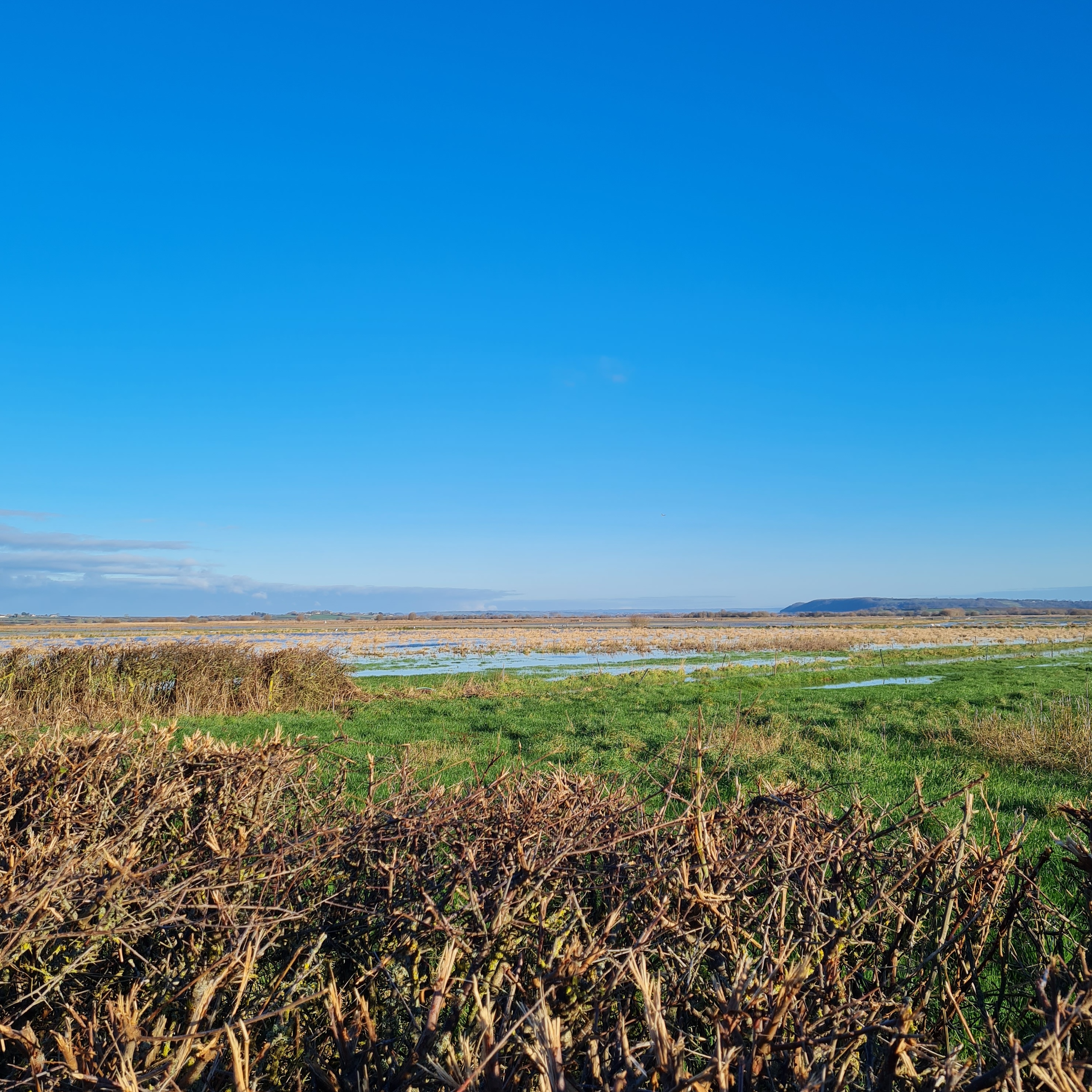 Sound Escape 152. Listen to the eerie calls of cranes on the Somerset Levels