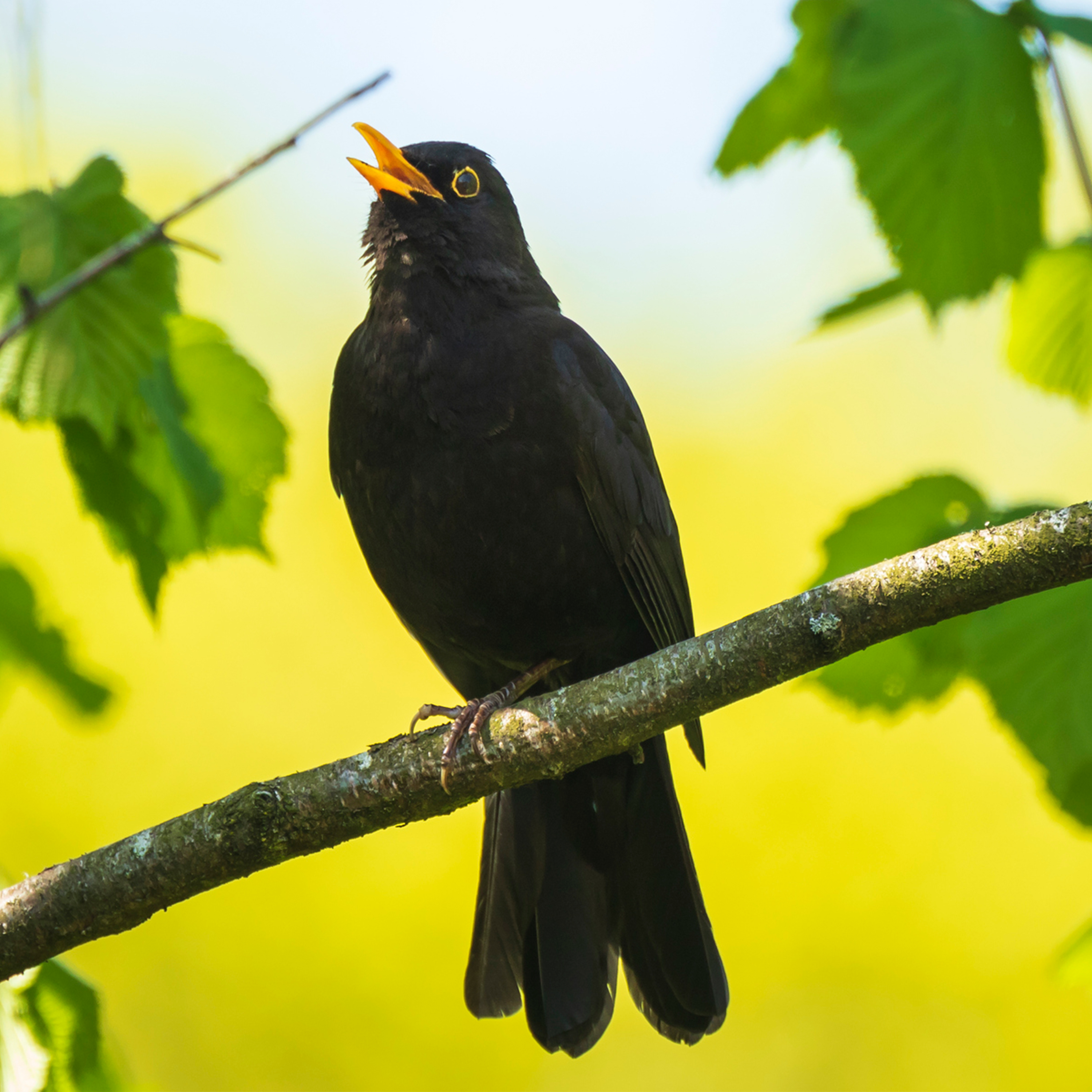 Sound Escape 226. Be seduced by the song of the blackbird