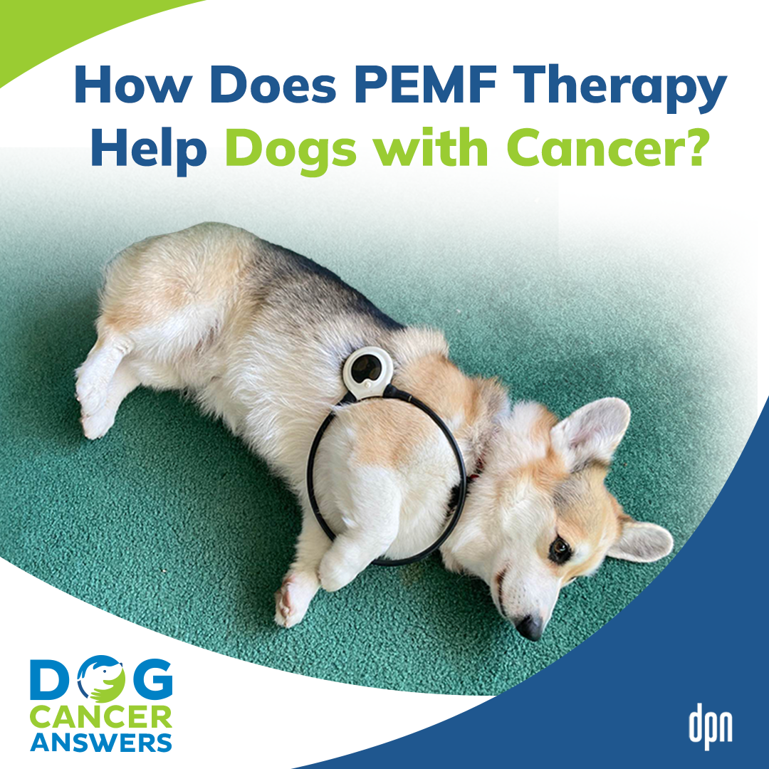 How Does PEMF Therapy Help Dogs with Cancer? | Dr. Erica Ancier #192