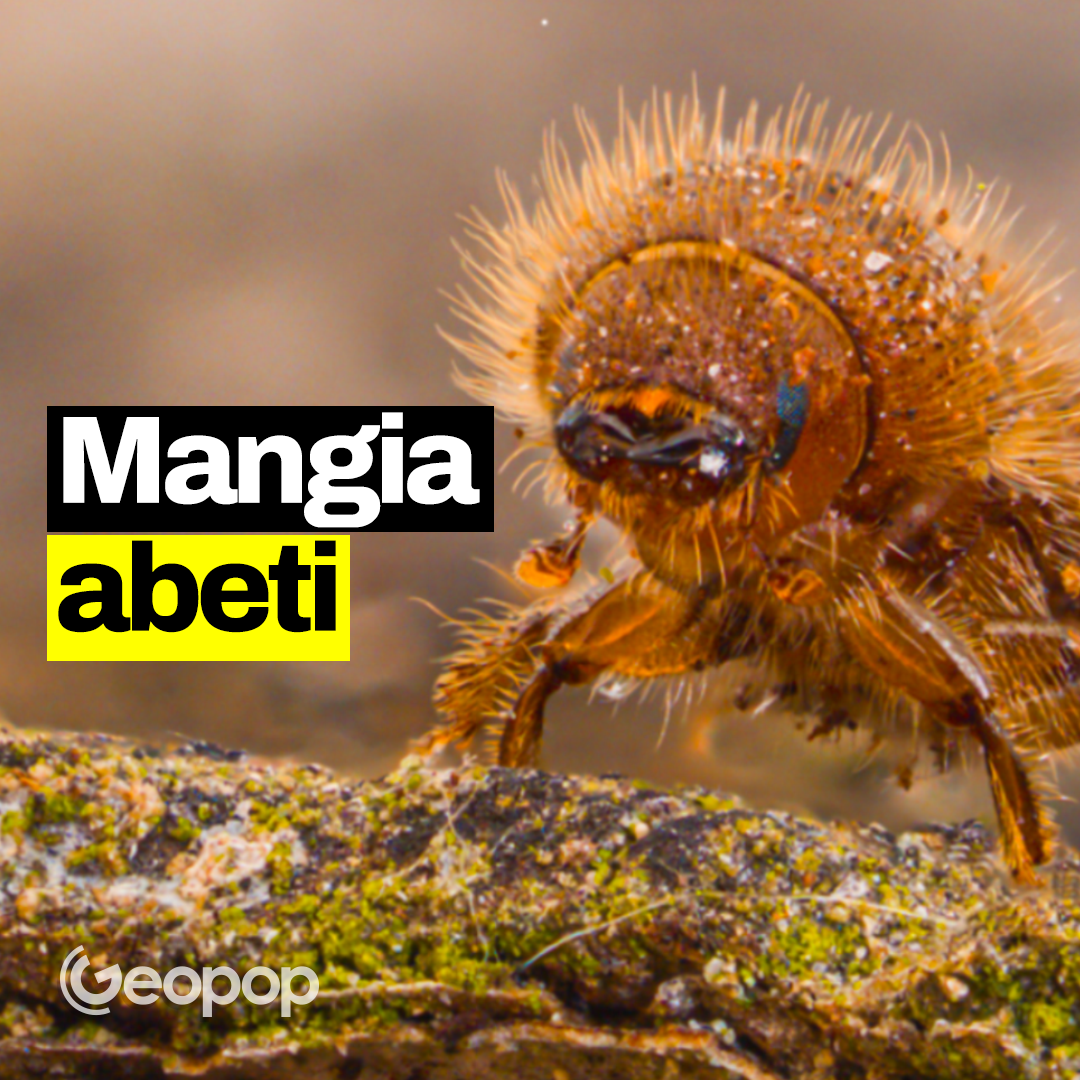 Cos’è il bostrico tipografo, l’insetto mangia-abeti che sta devastando le Alpi italiane