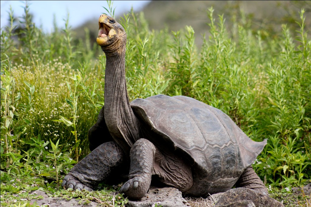 Giants of Time: The Galápagos Tortoise