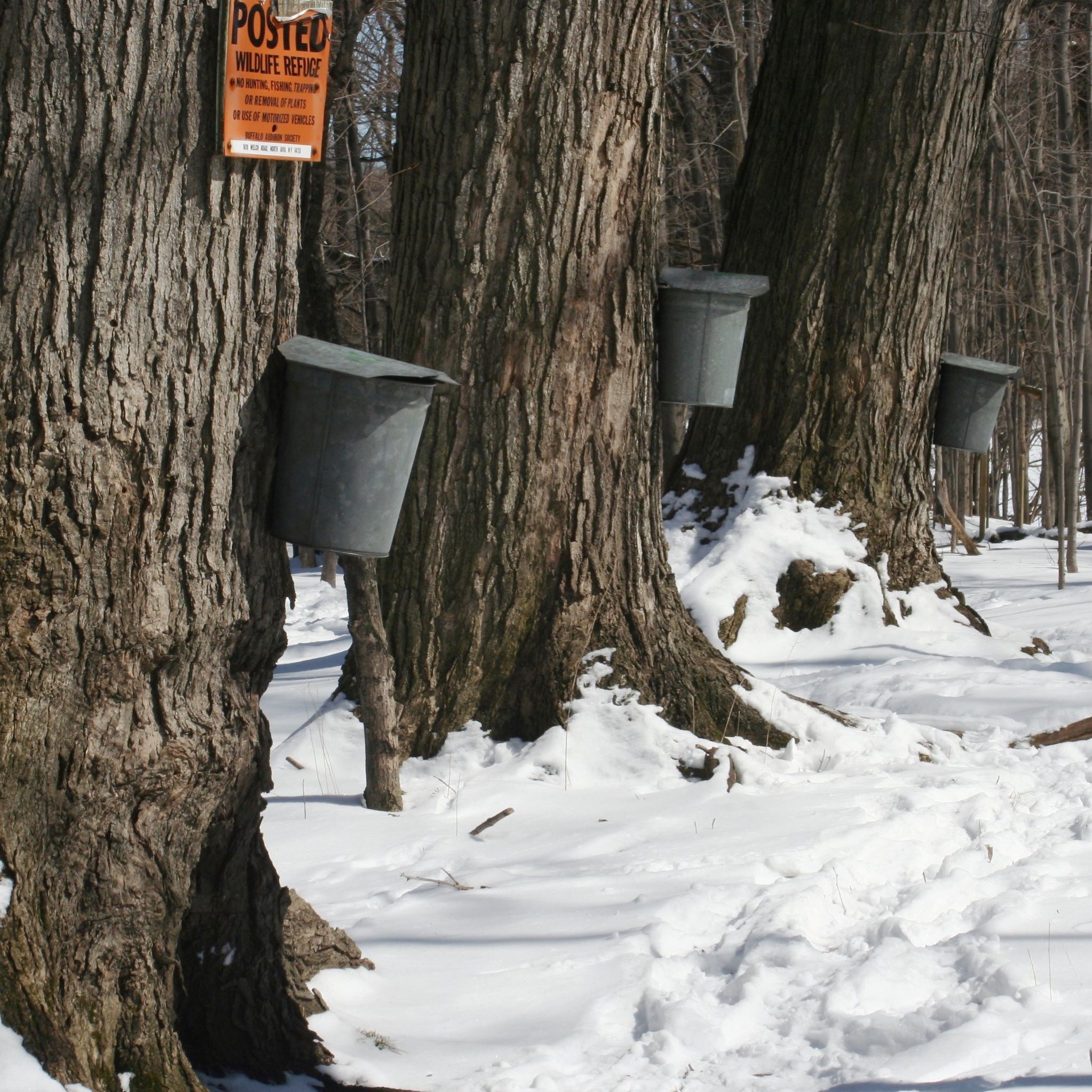 Nudge-Off Results! Plus, The Forest for the Treesap [Replay]