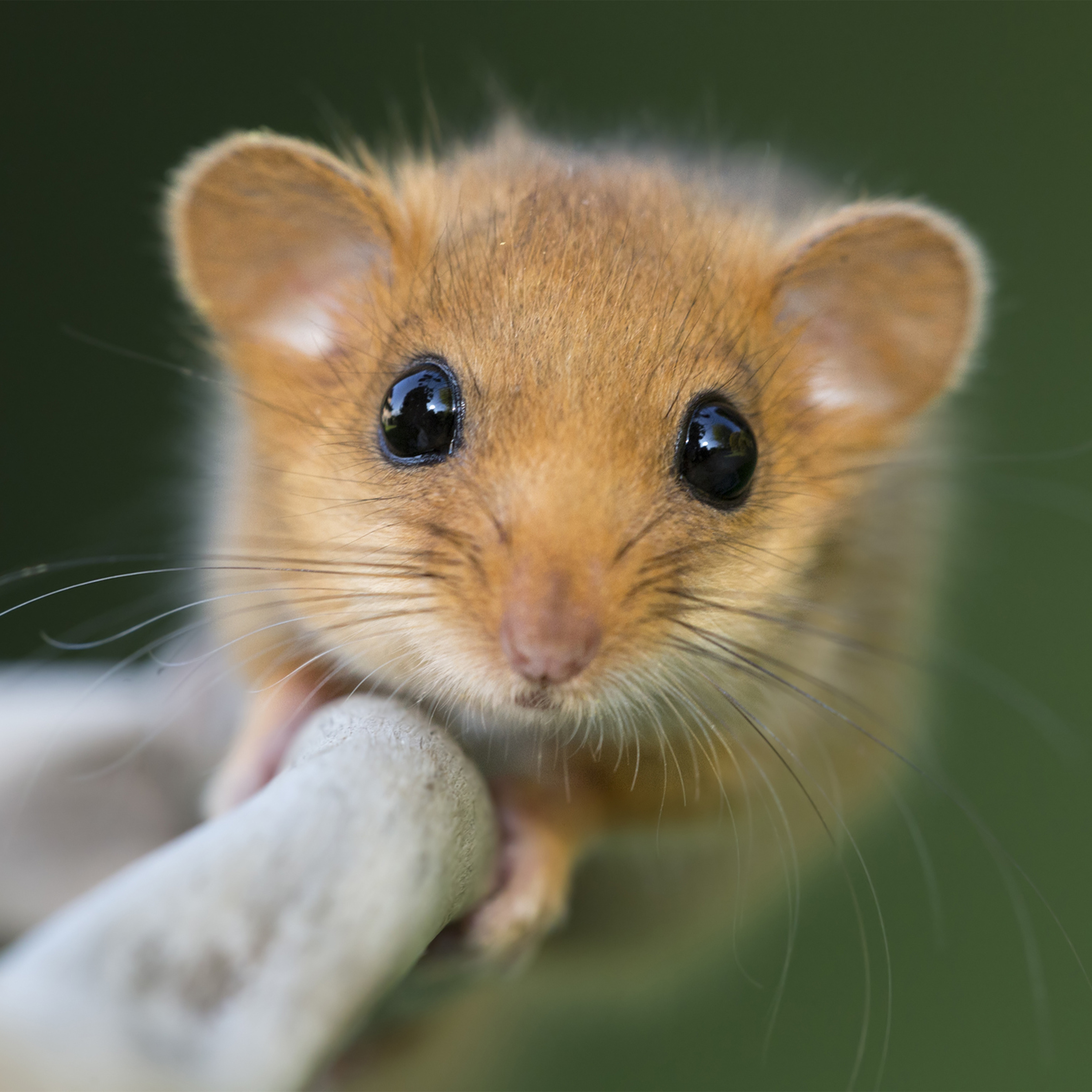 325. Roam a Hampshire woodland in search of rare hazel dormice