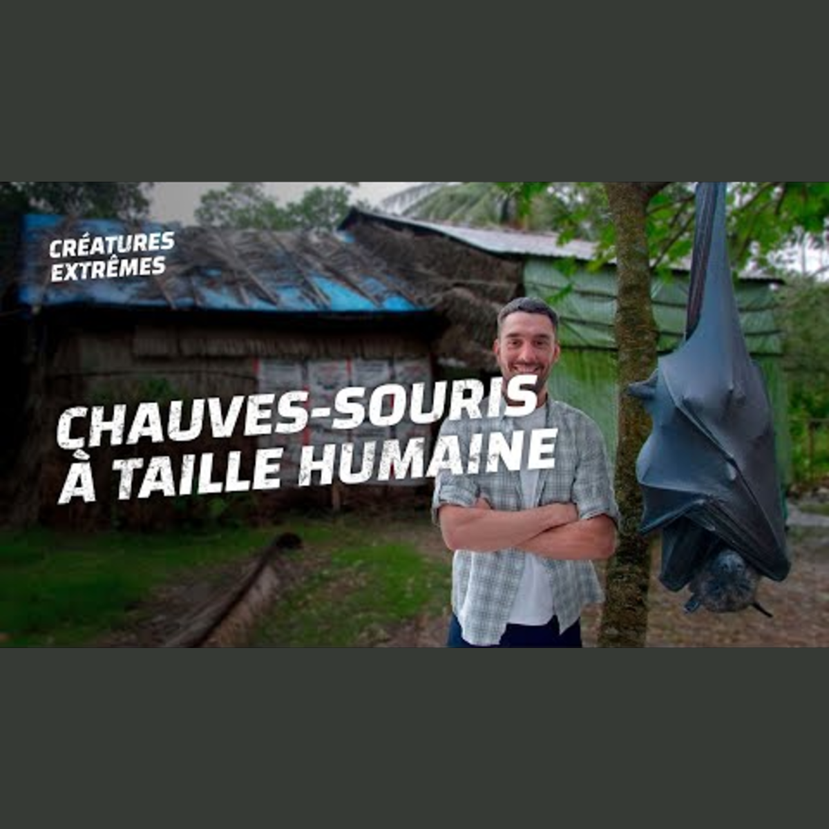 Cette chauve-souris est XXL