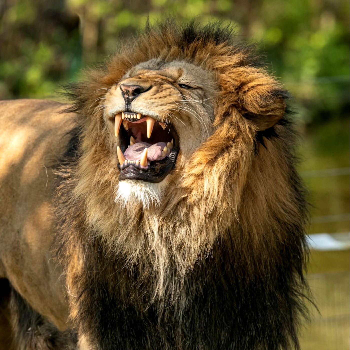 What Buffalos and Lions Can Teach Your Daughters About Facing Adversity episode artwork