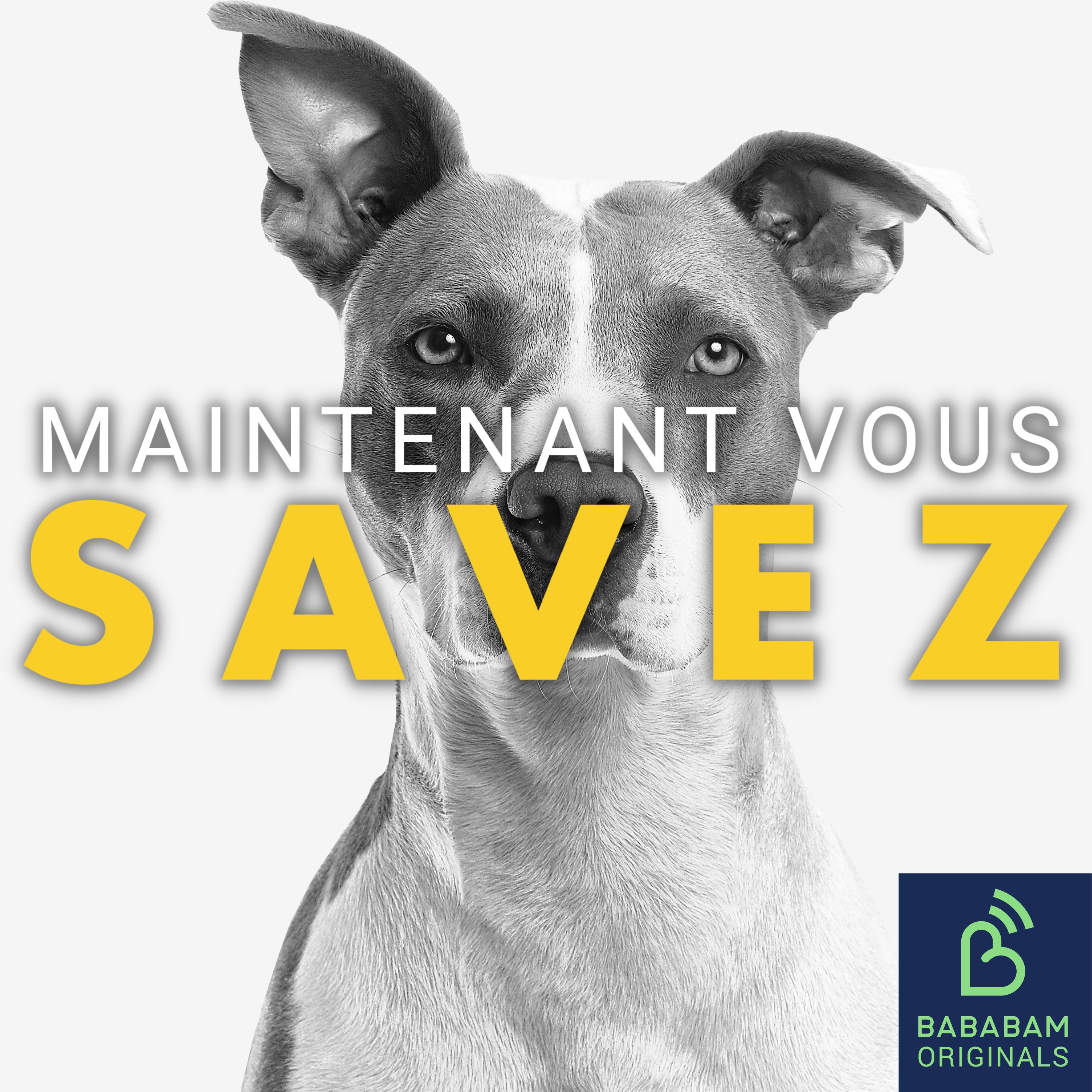 Les chiens voient-ils vraiment en noir et blanc ?