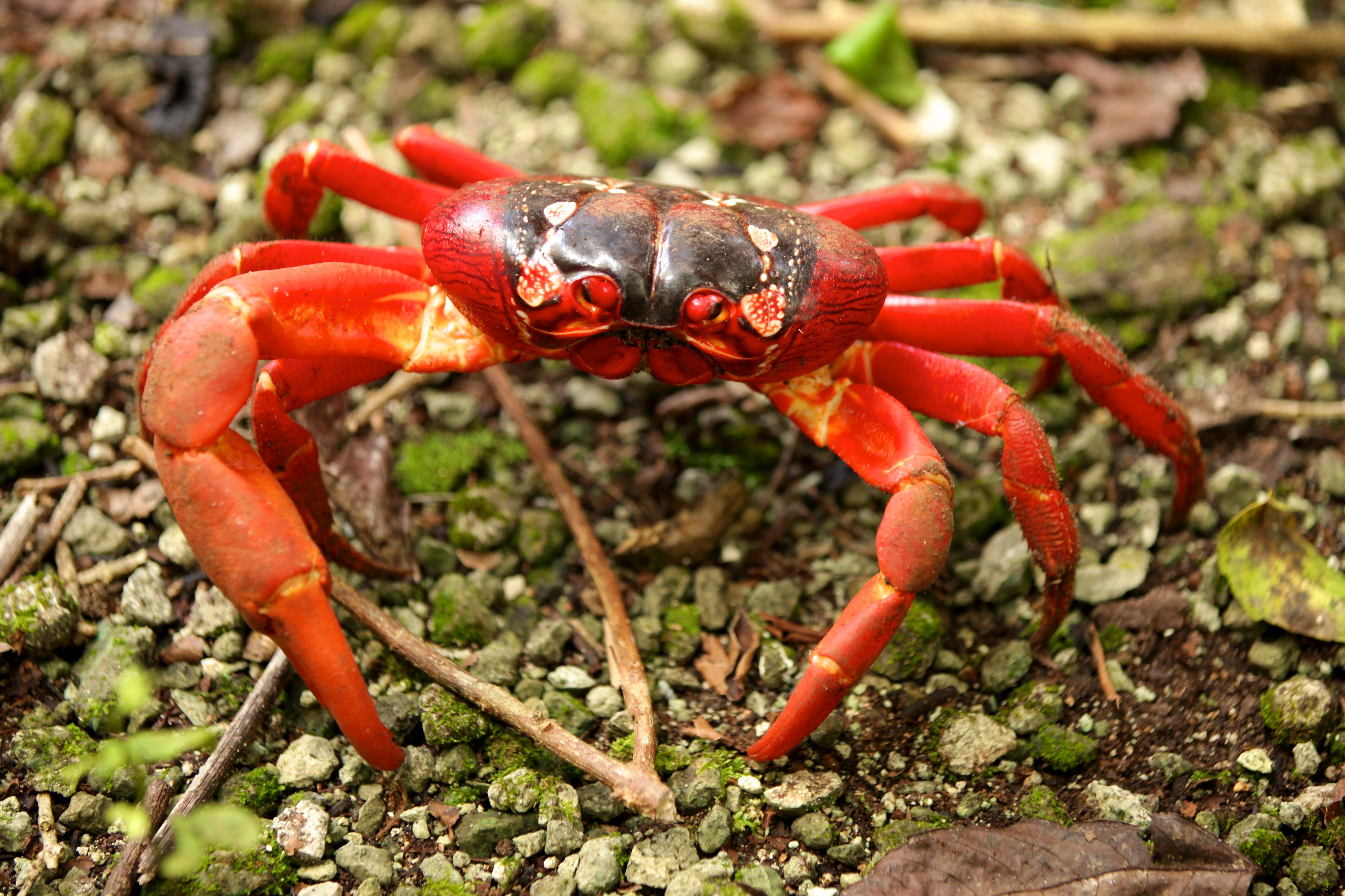 It’s Christmas… Island’s Red Crab!