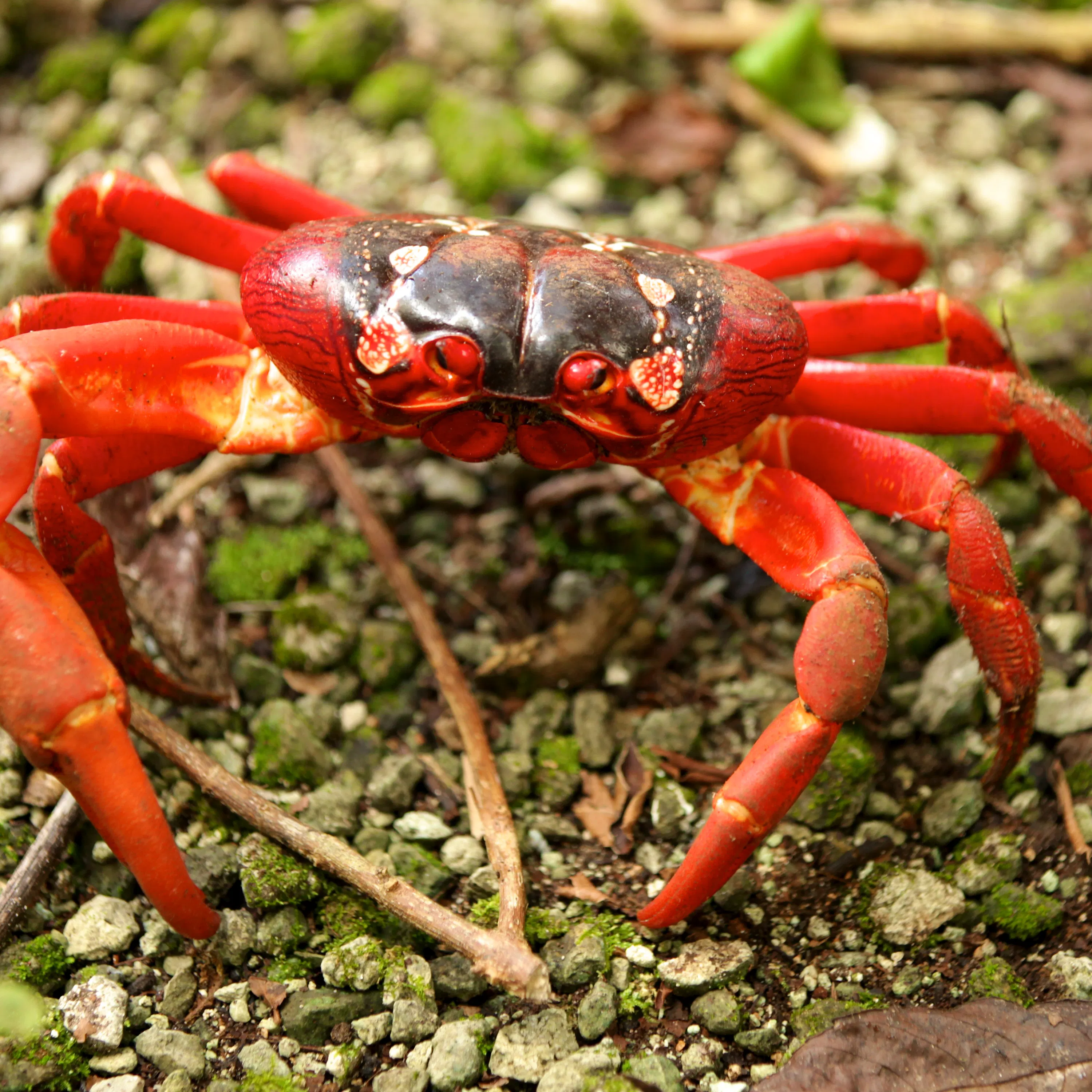 It’s Christmas… Island’s Red Crab!