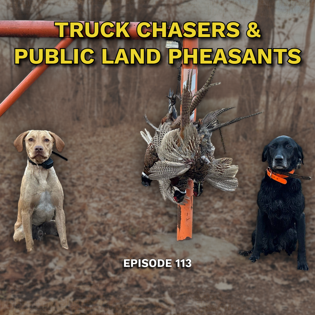 Truck Chasers & Public Land Pheasants
