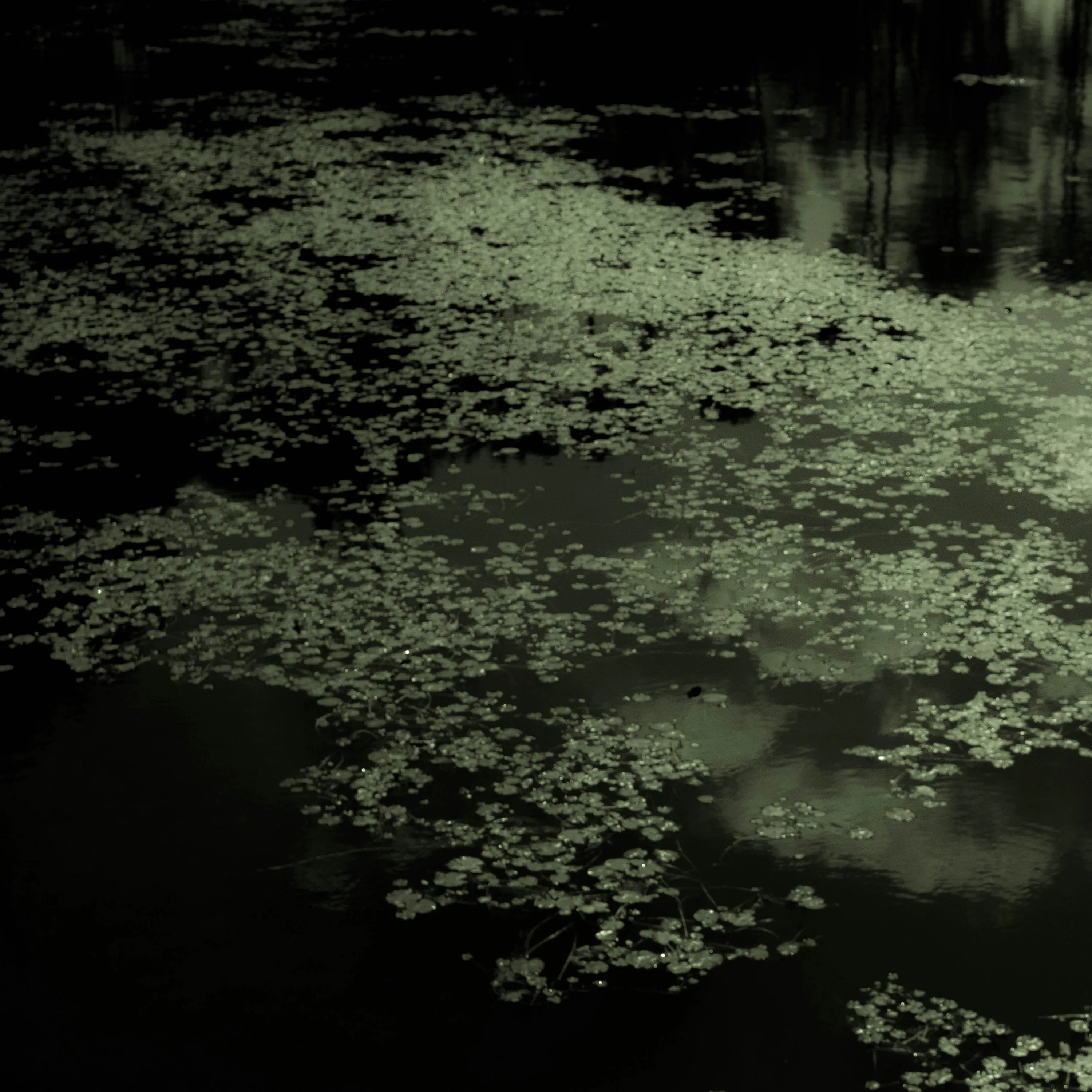 Swamp at Night & Distant City Noise 8 Hours | Nighttime Nature & City Ambience for Sleep, Relaxation & Studying episode artwork