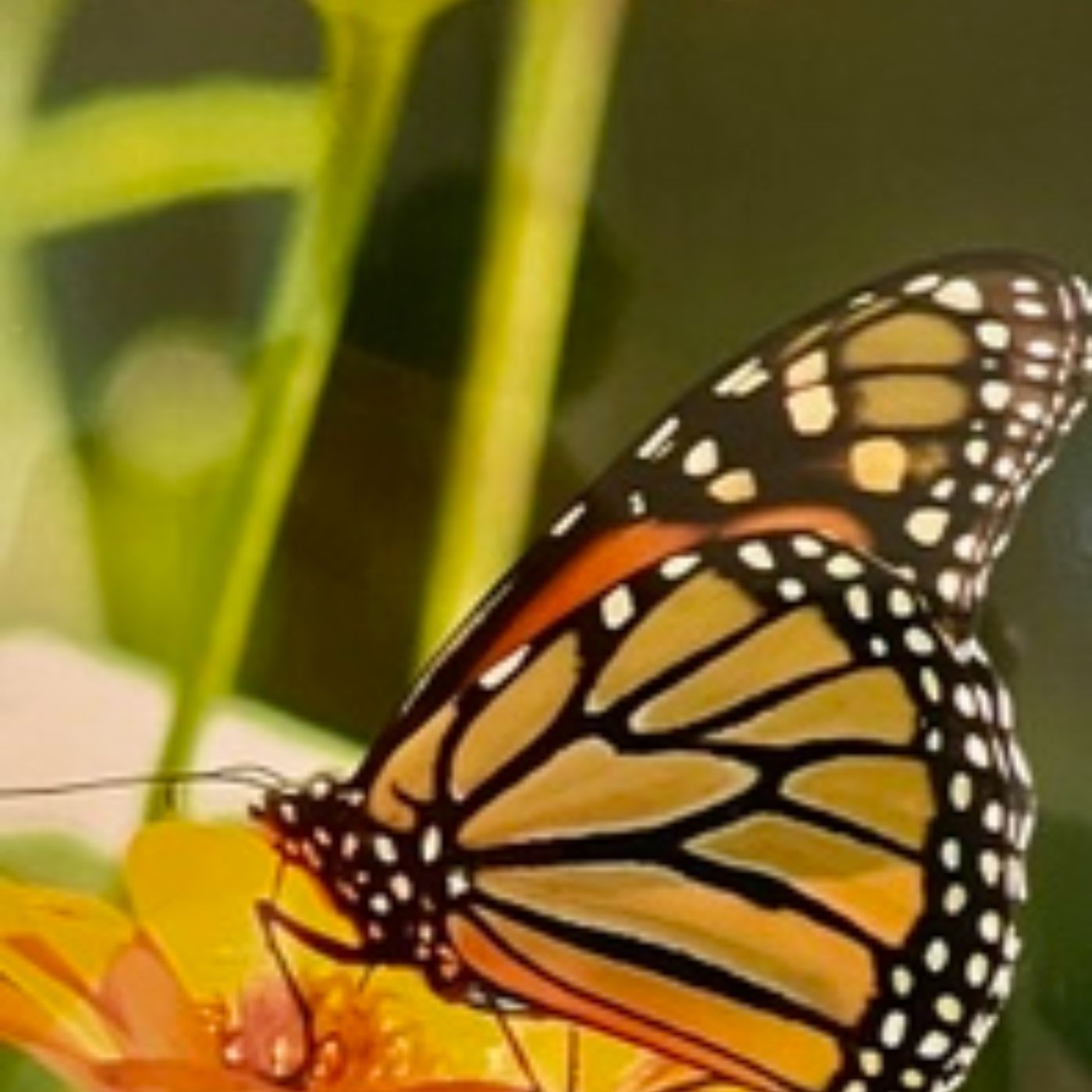 Butterflies and Children Need to Overcome Adversity to Be Able to Fly episode artwork
