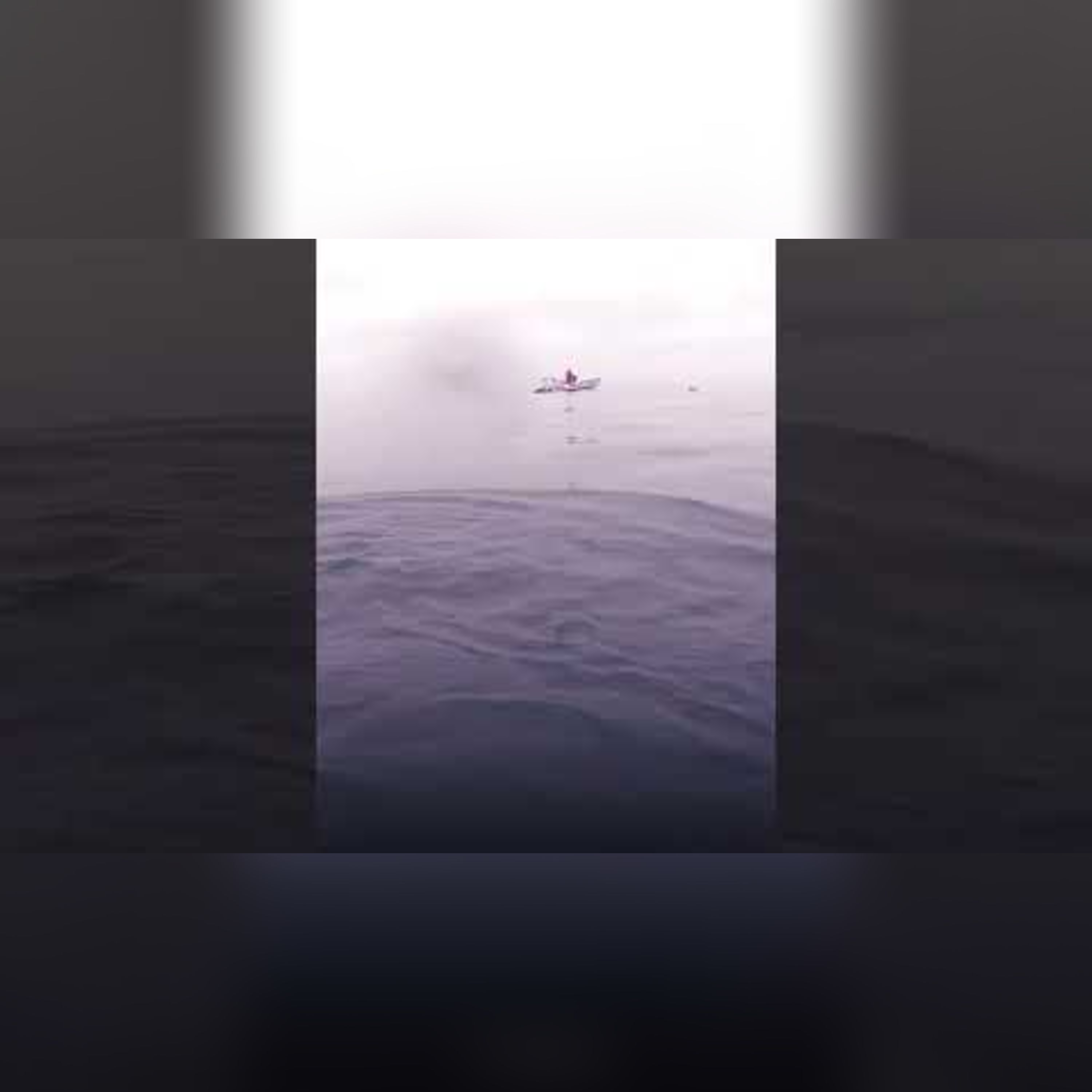 Momento ATERRADOR: tiburón sorprende a pescadores #shorts episode artwork