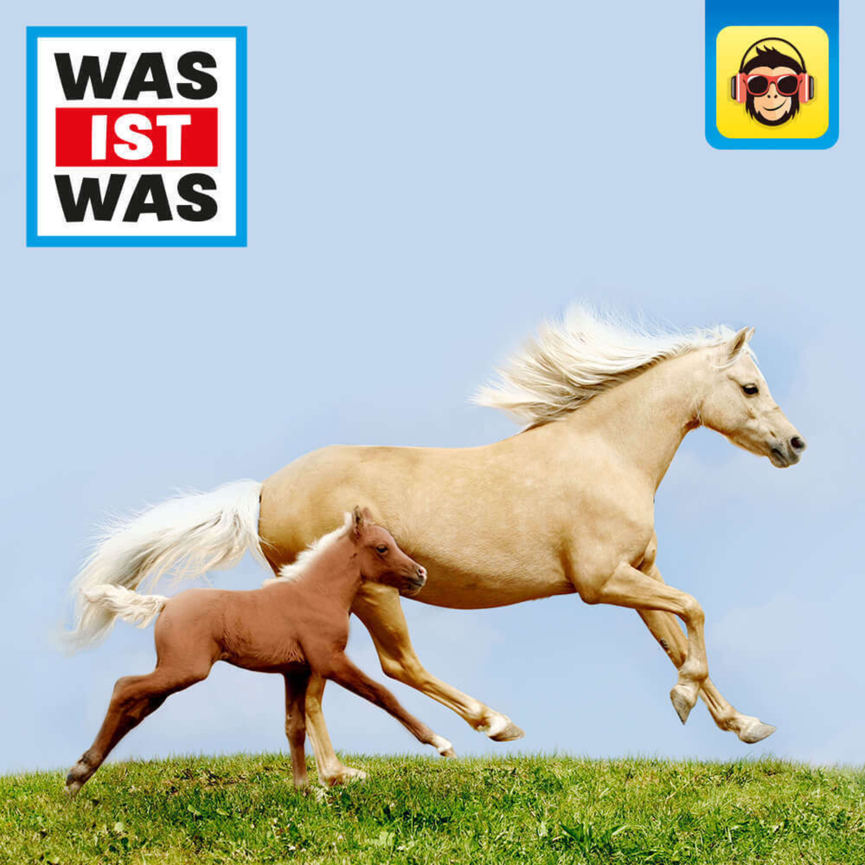 Pferde - Von frechen Fohlen und wilden Mustangs