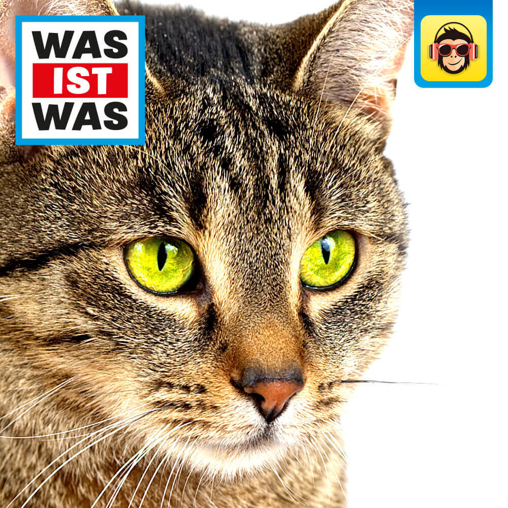 Katzen – Flinke Jäger auf Samtpfoten