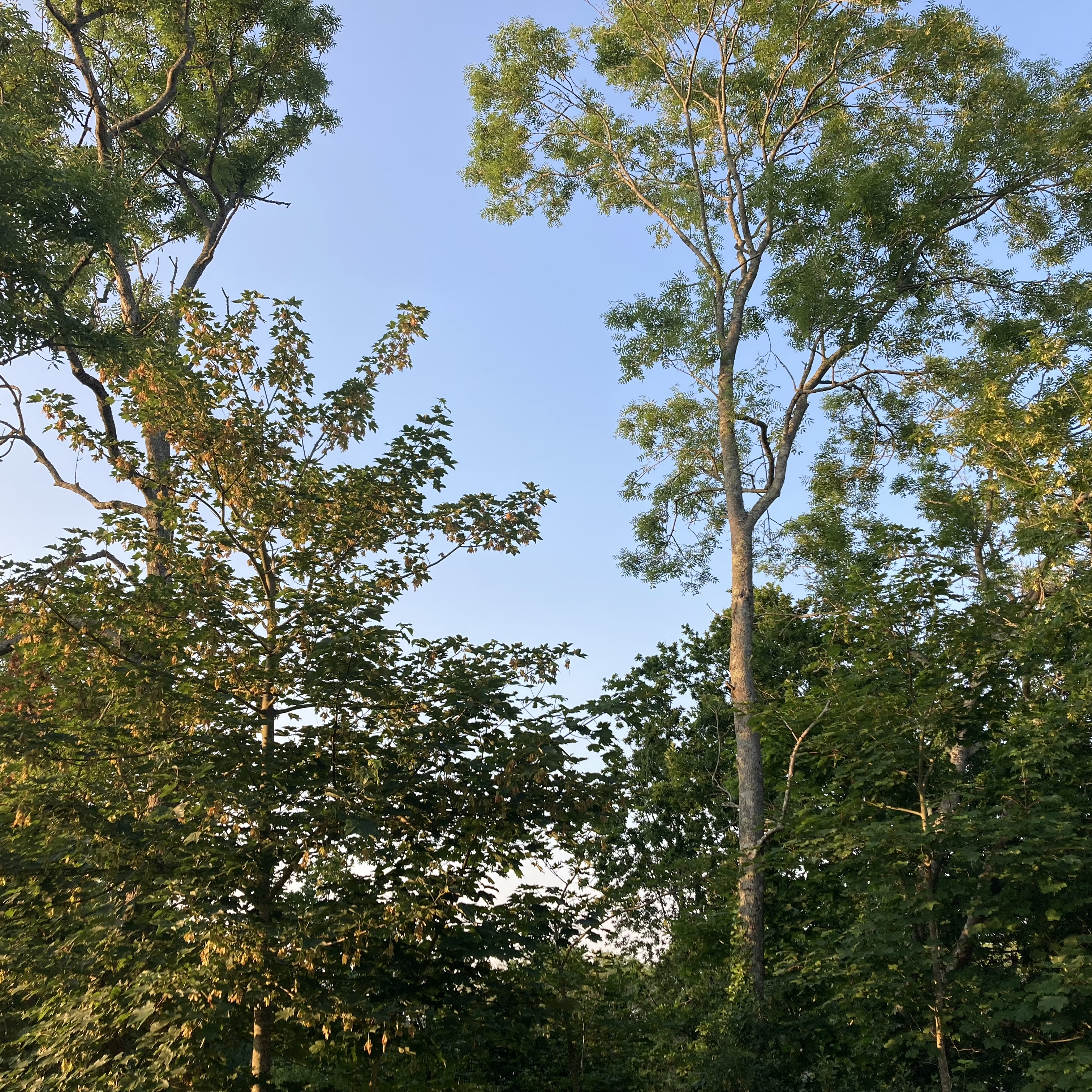 Sound Escape 125: Relax to birdsong in a woodland glade on the Isle of Wight coast