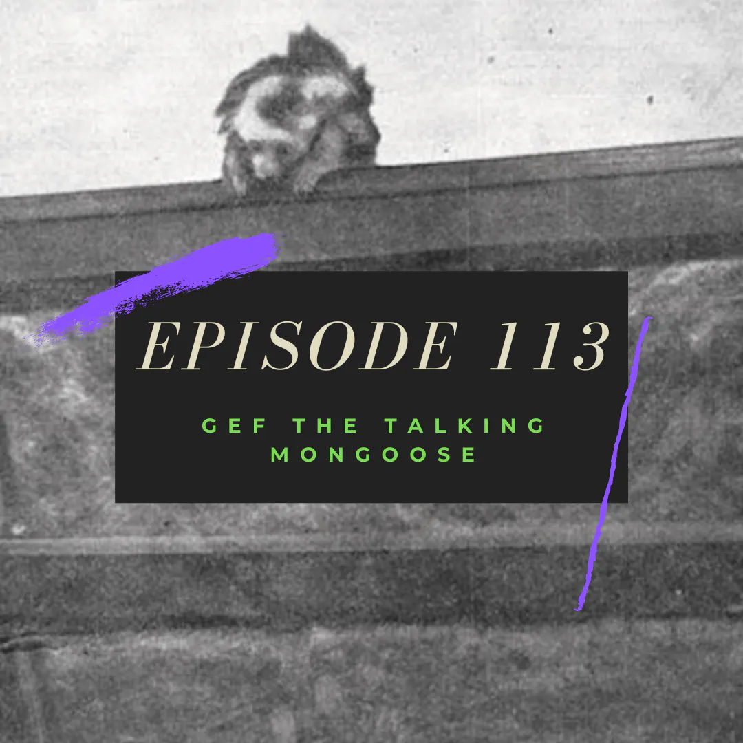 Ep. 113: Gef the Talking Mongoose Ep. 113: Gef the Talking Mongoose