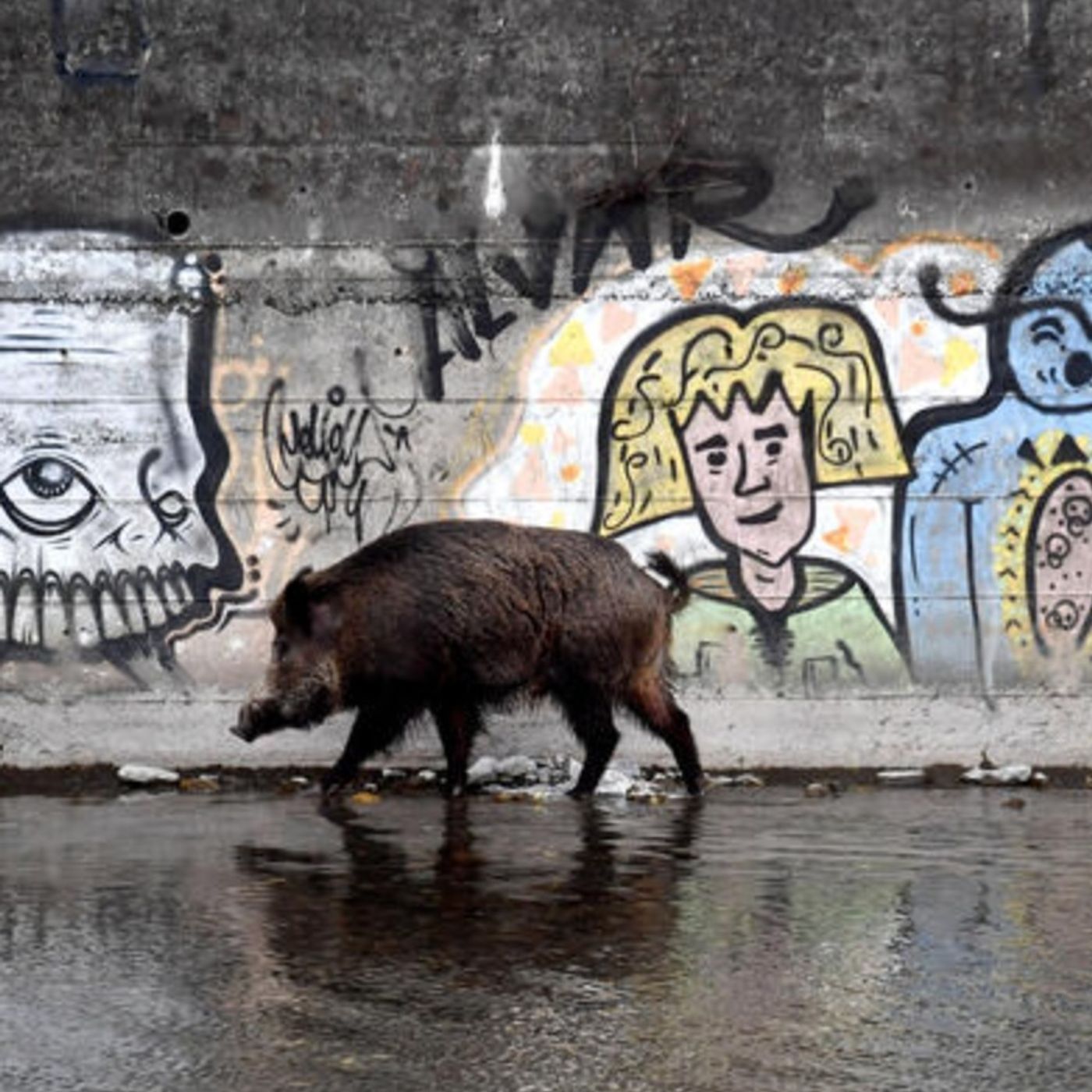 Polis - Manovra, caccia grossa al cinghiale (di Anna Laura Bussa) episode artwork