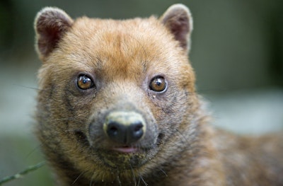 Regionally extinct species rediscovered: the bush dog Speothos venaticus in  Minas Gerais, south-eastern Brazil, Oryx