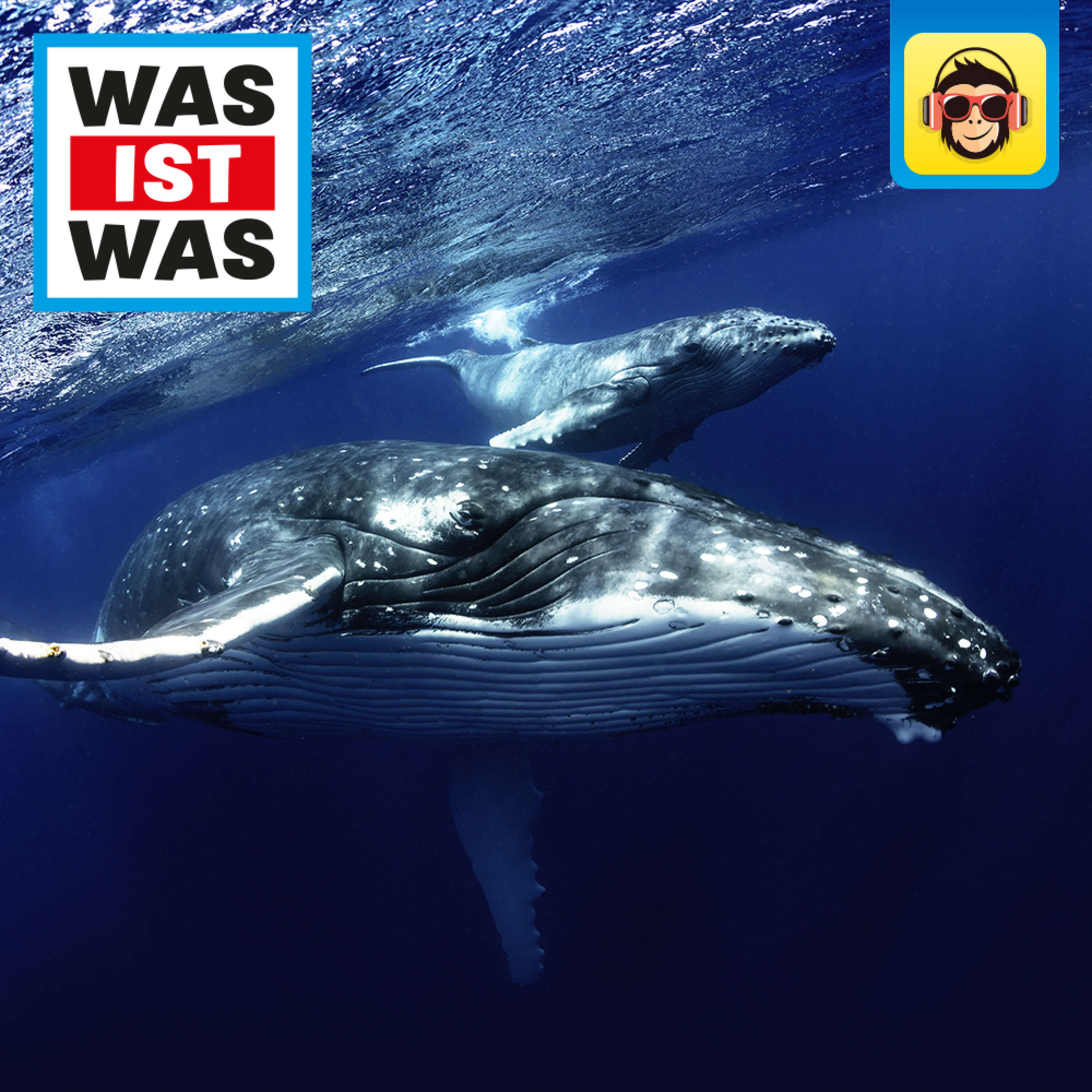 Wale und Delfine – Jäger der Tiefe