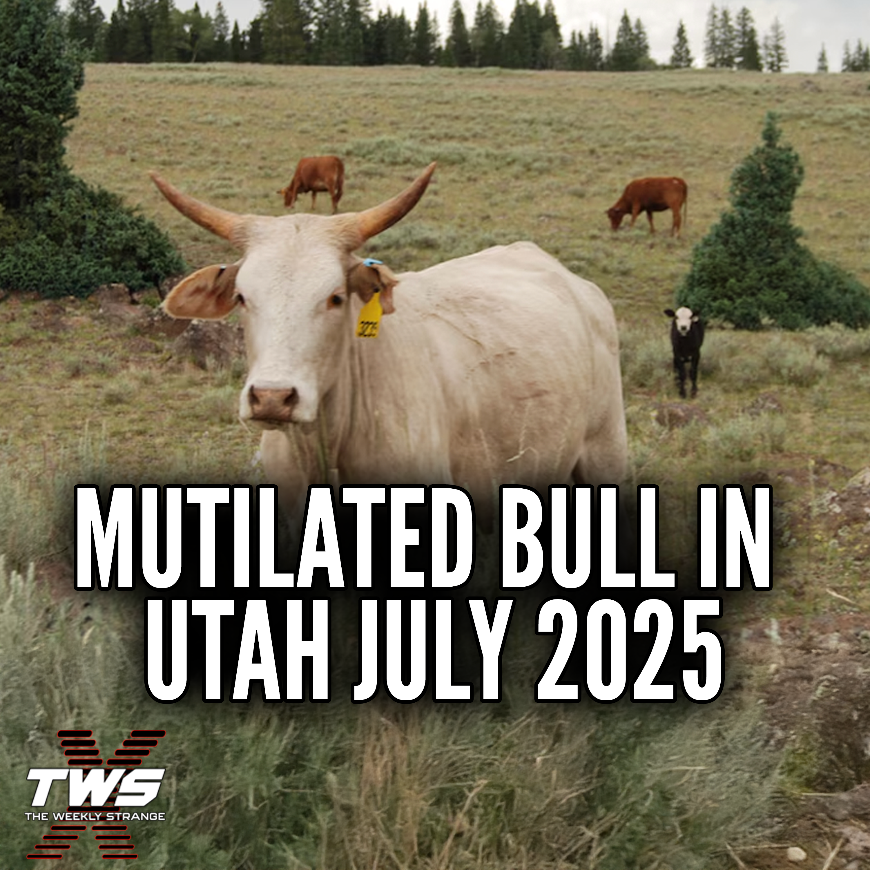 The Utah Cattle Mutilation: Unsolved and Baffling (July 2025) THE WEEKLY STRANGE Episode 41 episode artwork
