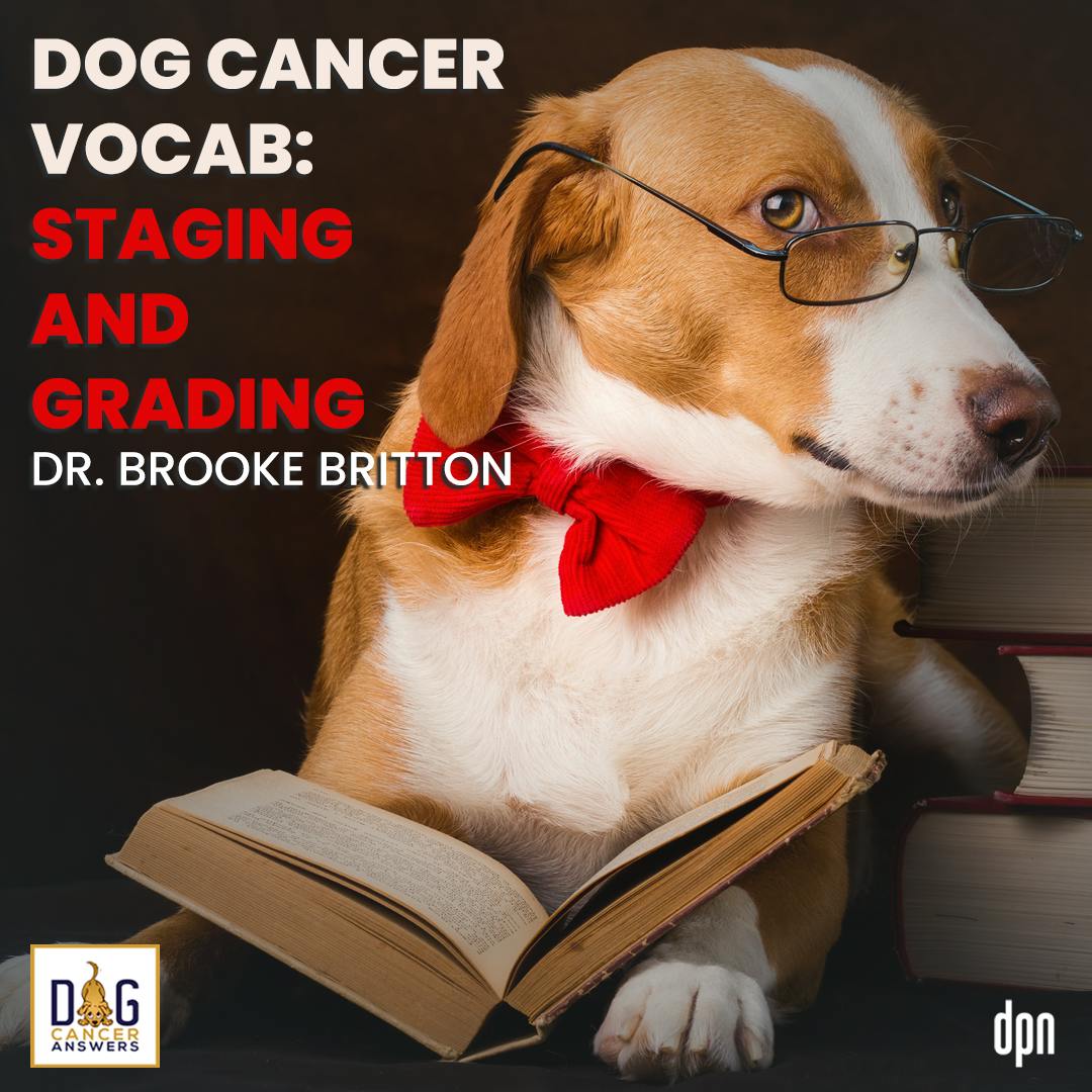 Dog Cancer Vocab: Staging and Grading | Dr. Brooke Britton