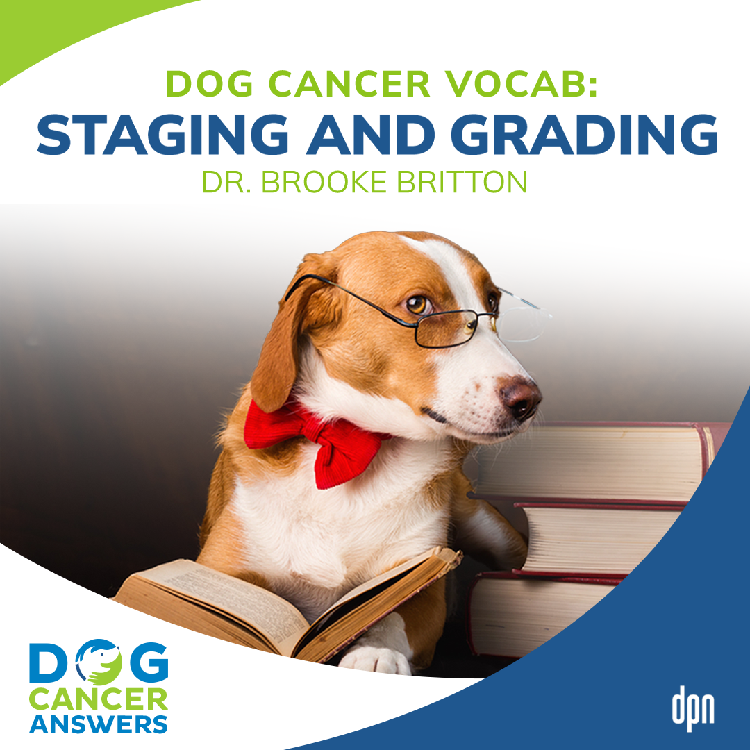 Dog Cancer Vocab: Staging and Grading | Dr. Brooke Britton #168