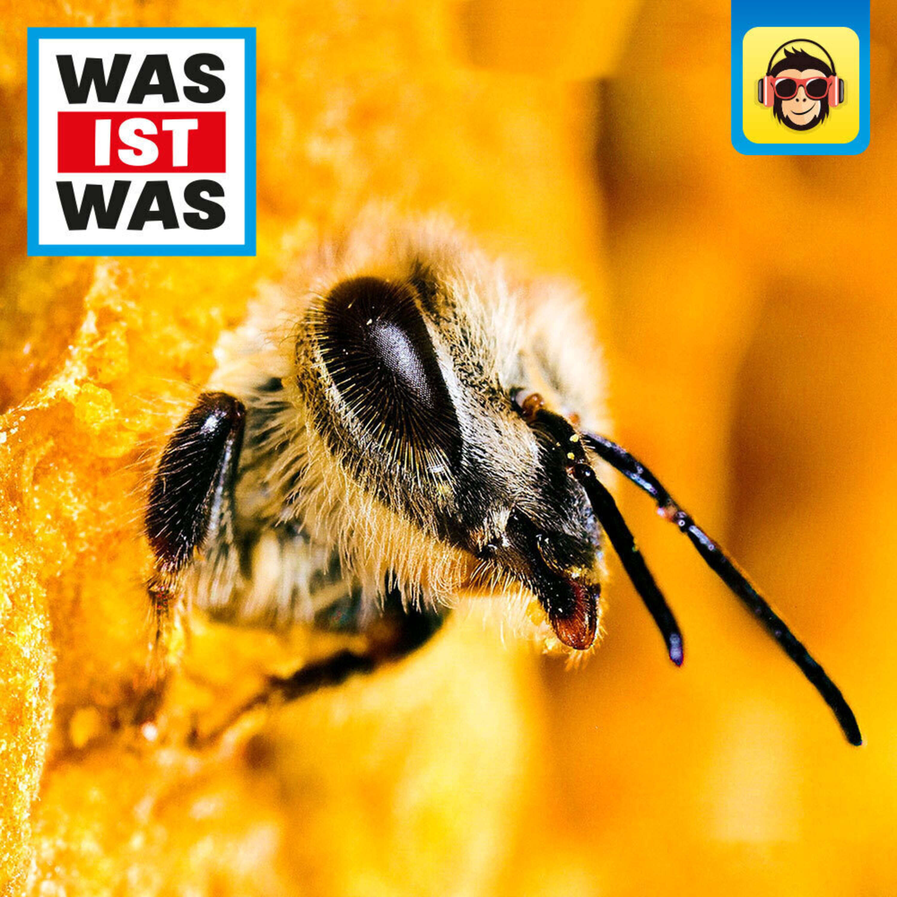Bienen und Wespen - Im Gespräch mit einer Drohne