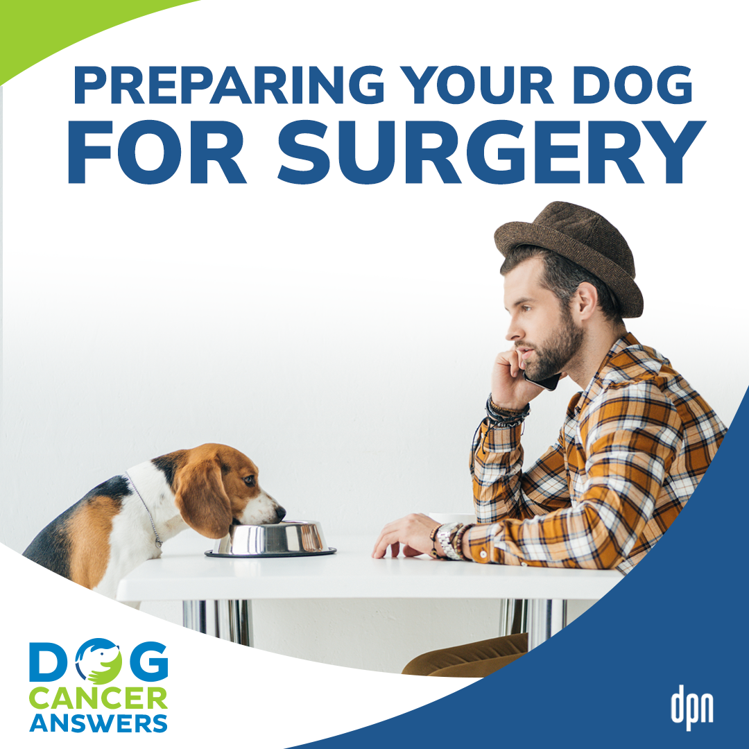 Preparing Your Dog for Surgery | Kate Basedow #138