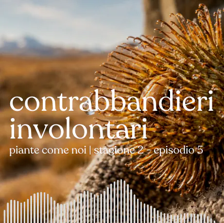 Contrabbandieri involontari - Stagione 2 | Episodio 6 episode artwork