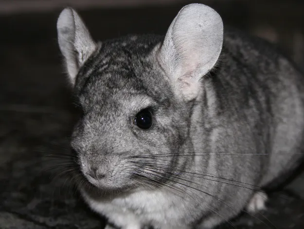 Chinchillas: From Luxury Fur to the Edge of Extinction (Classic) episode artwork