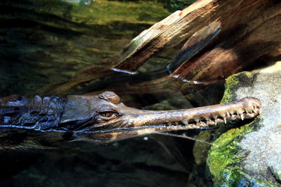 Episode 318: Almost Gone, the Gharials