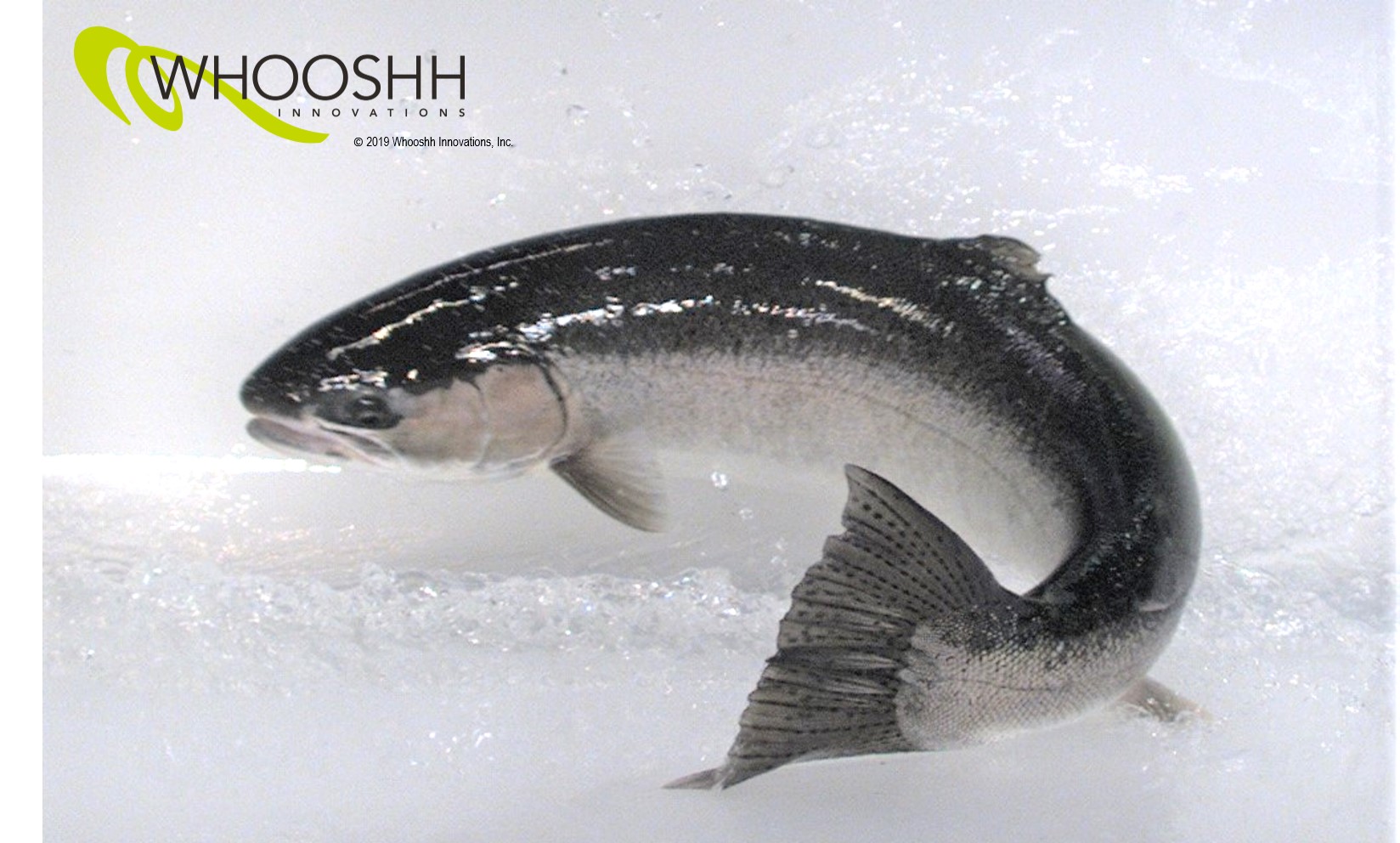 The February Room A Fly Fishing Podcast