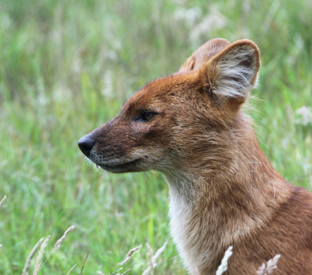 Episode 322:: Dholes in Danger