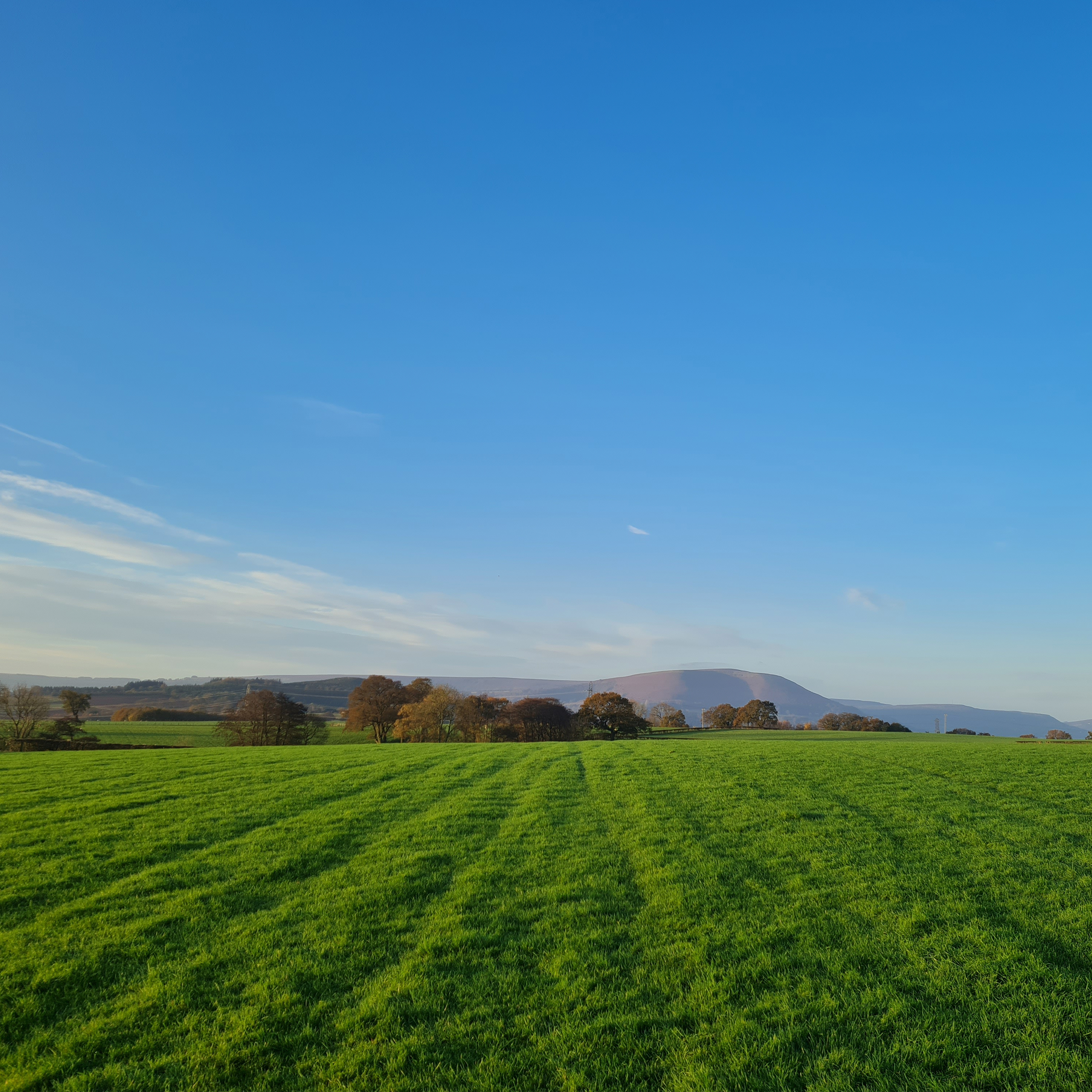 Sound Escape 198. A calming walk through fields of dewy grass