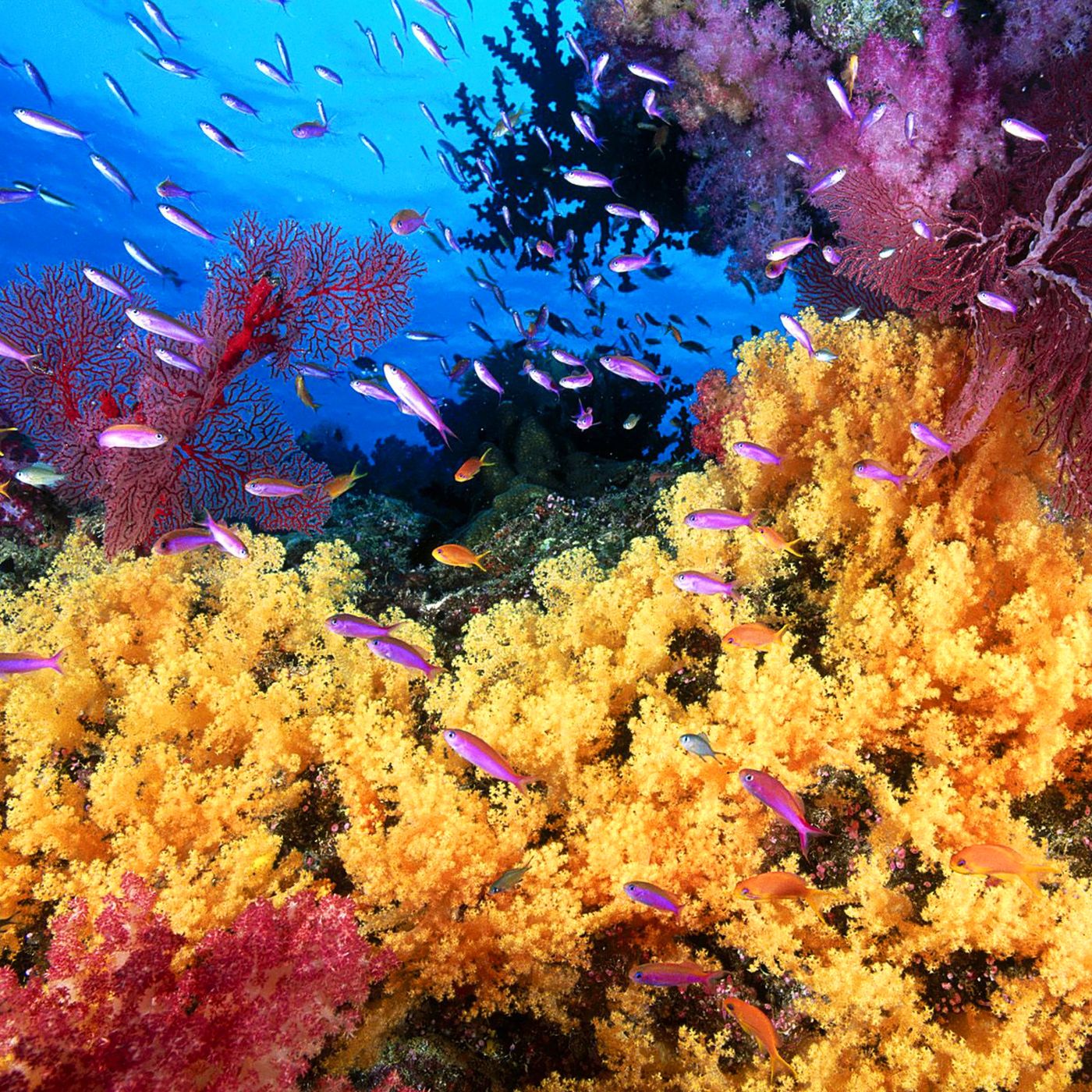 The Great Barrier Reef Holds Lessons About Raising Confident, Resilient Daughters episode artwork