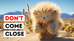 If You See a Teddy Bear in the Desert, Run Away from It!