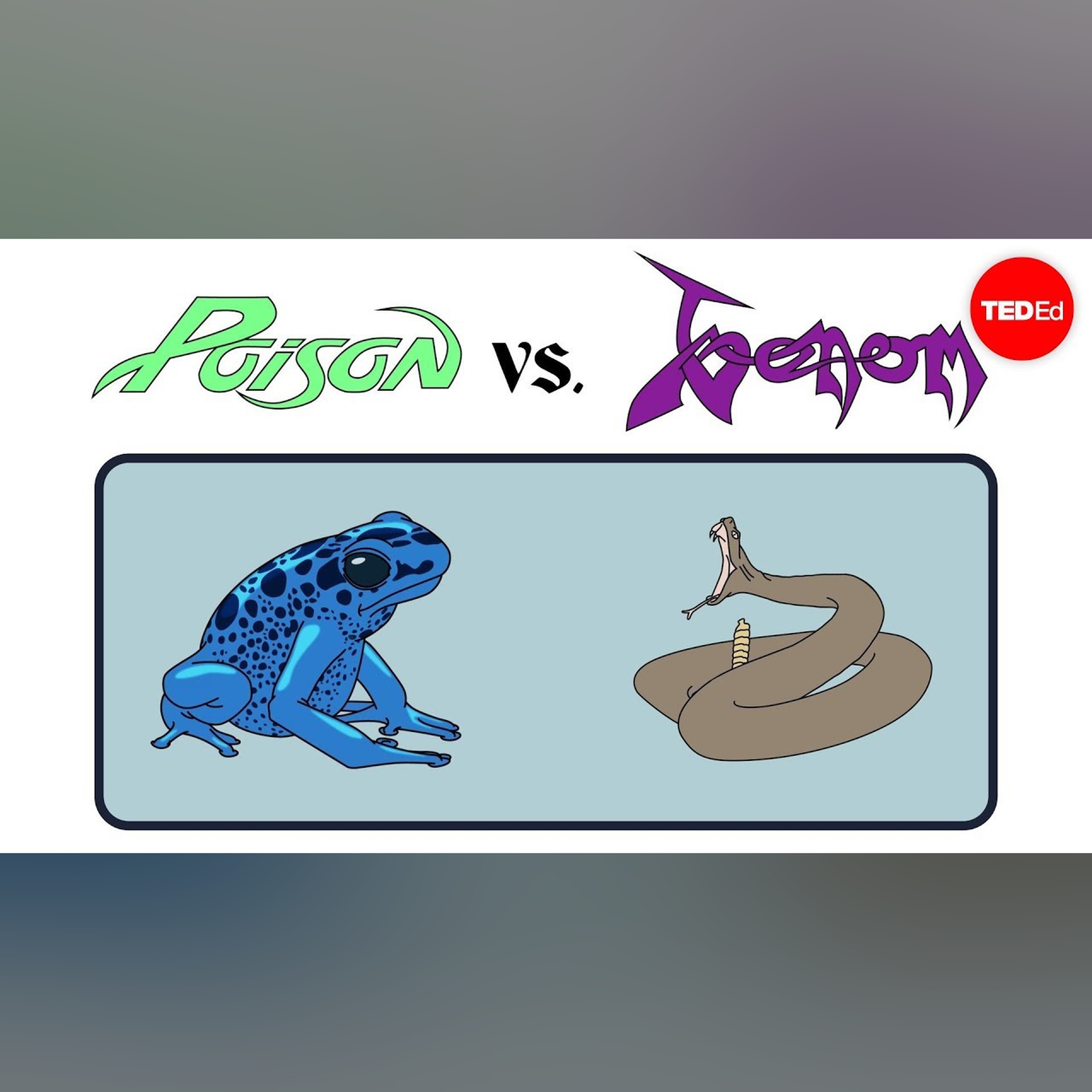 Poison vs. venom: What's the difference? - Rose Eveleth